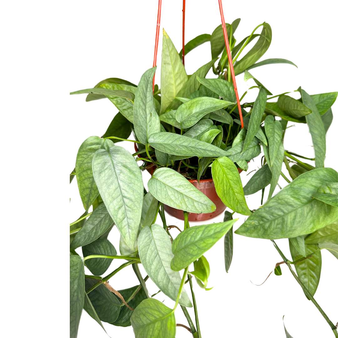 6" Cebu Blue Pothos (Epipremnum pinnatum) – Live Houseplant