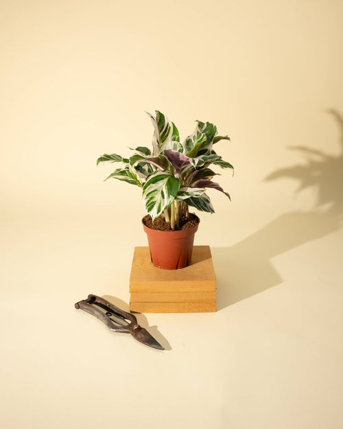 4" Calathea 'Fusion White'