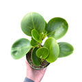 4" Peperomia Green (Peperomia obtusifolia) – Live Houseplant