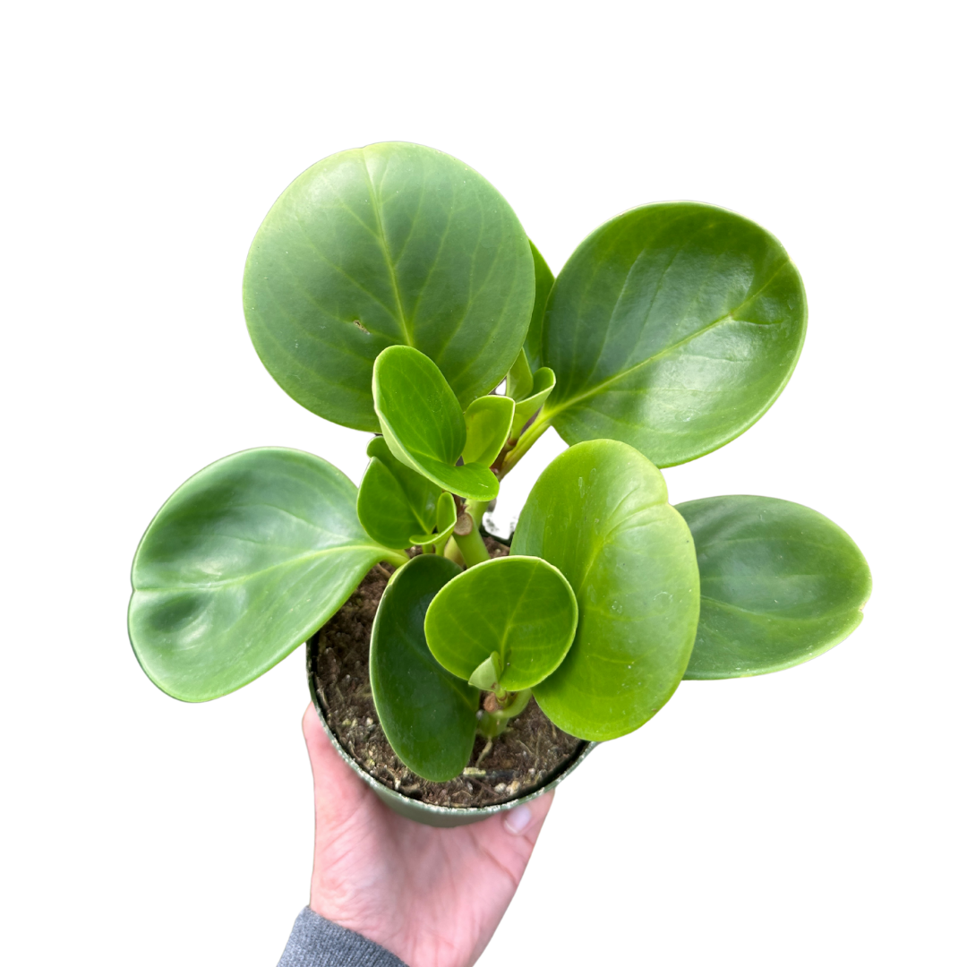 4" Peperomia Green (Peperomia obtusifolia) – Live Houseplant