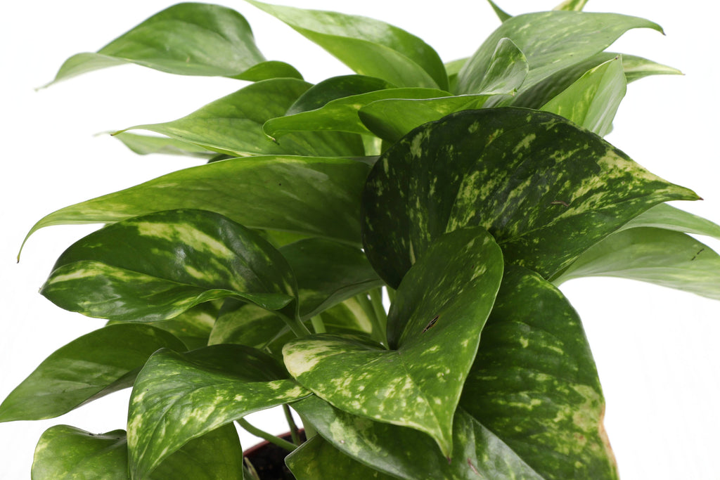 Golden Pothos Plant - Live Plant