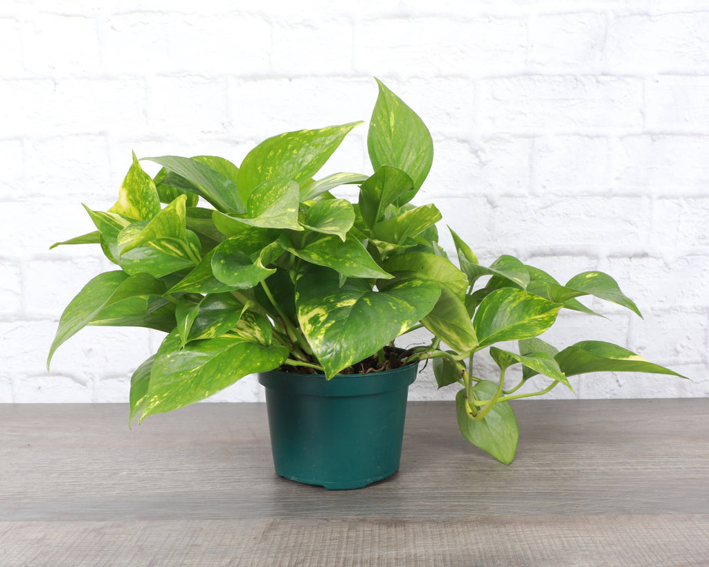 Golden Pothos Plant - Live Plant