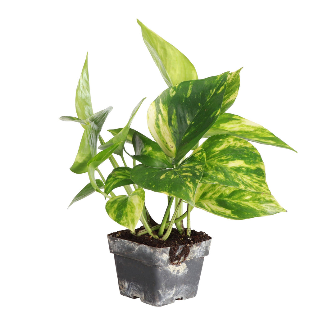 Golden Pothos Plant - Live Plant