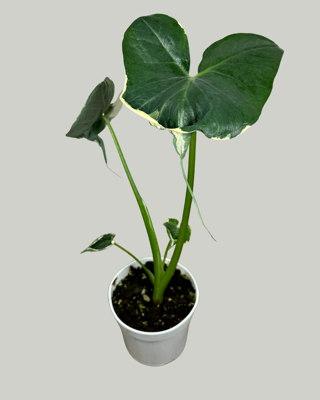 4" Alocasia Mickey Mouse Variegated - Wholesale Live Plant