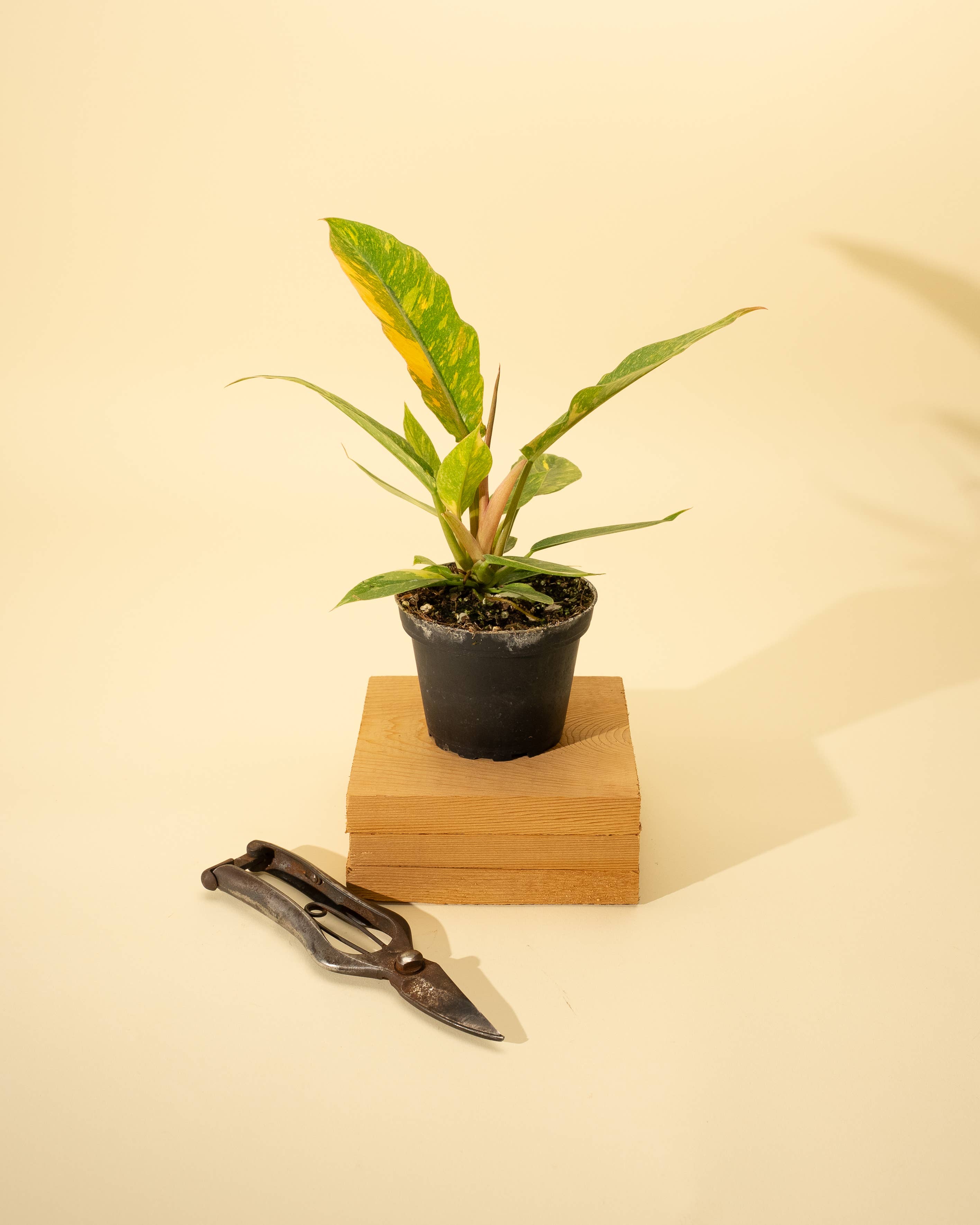 4" Philodendron 'Ring of Fire'