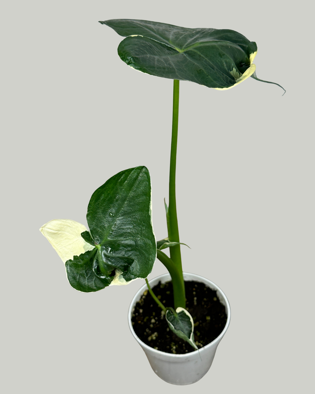 4" Alocasia Mickey Mouse Variegated - Wholesale Live Plant