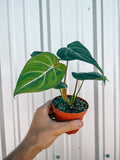 4" Philodendron 'Gloriosum'
