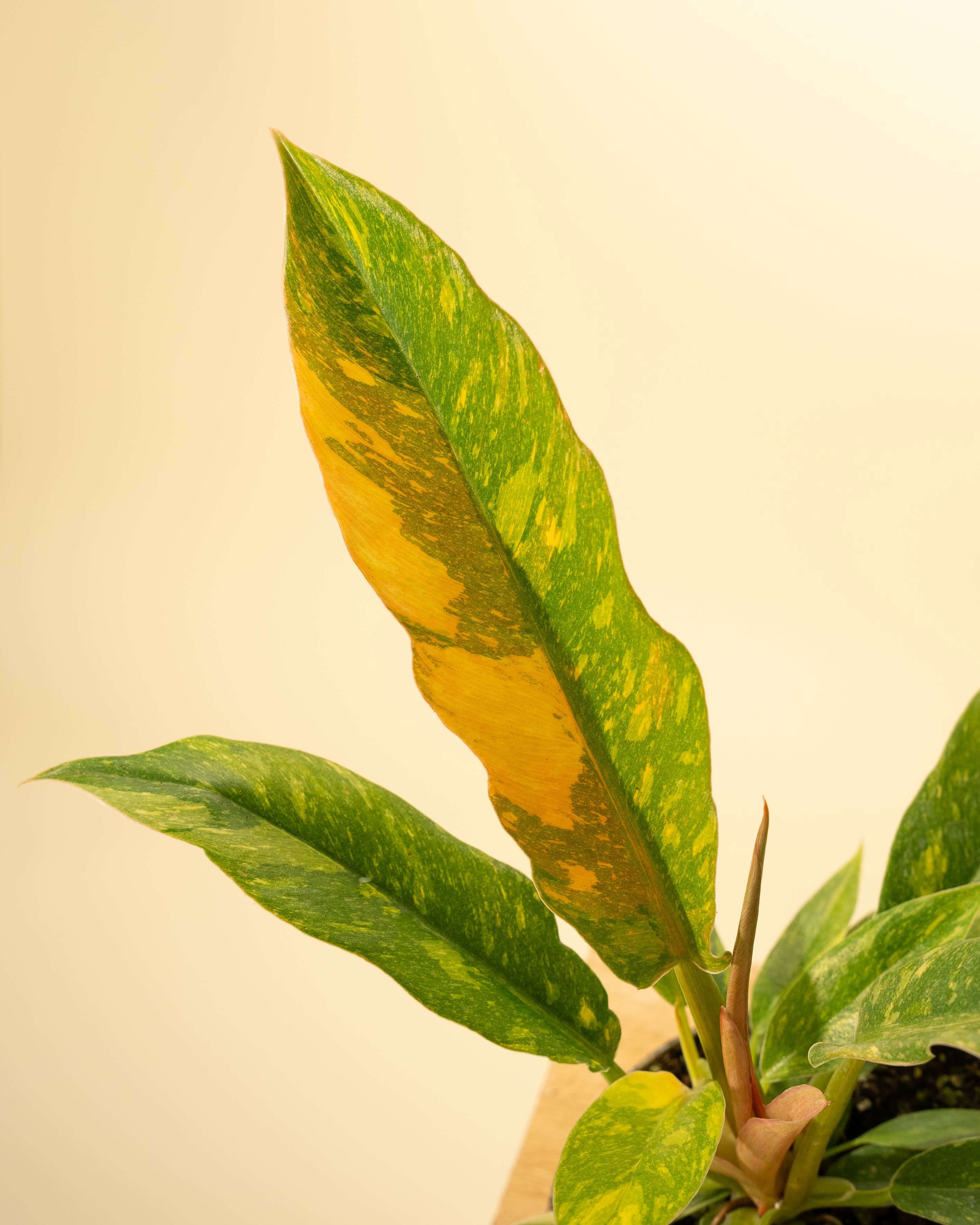 4" Philodendron 'Ring of Fire'