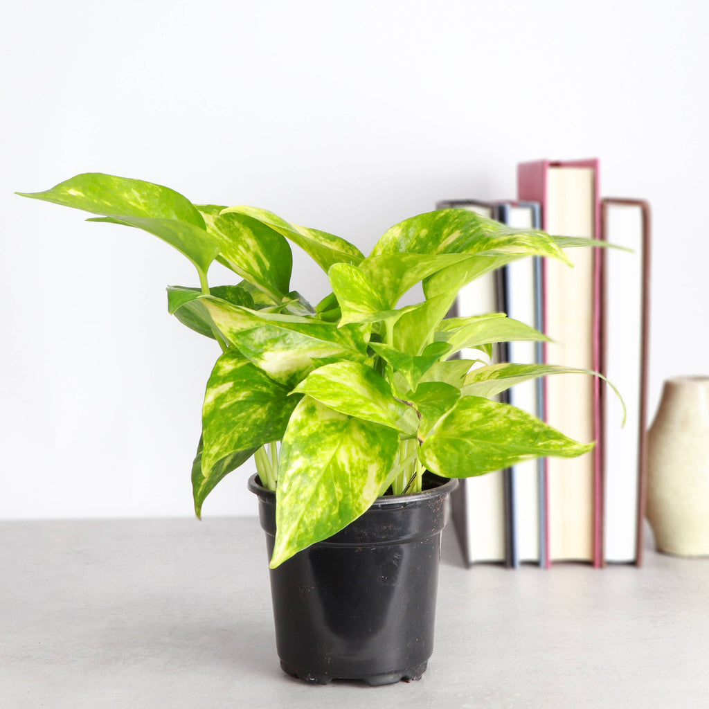 Golden Pothos Plant - Live Plant