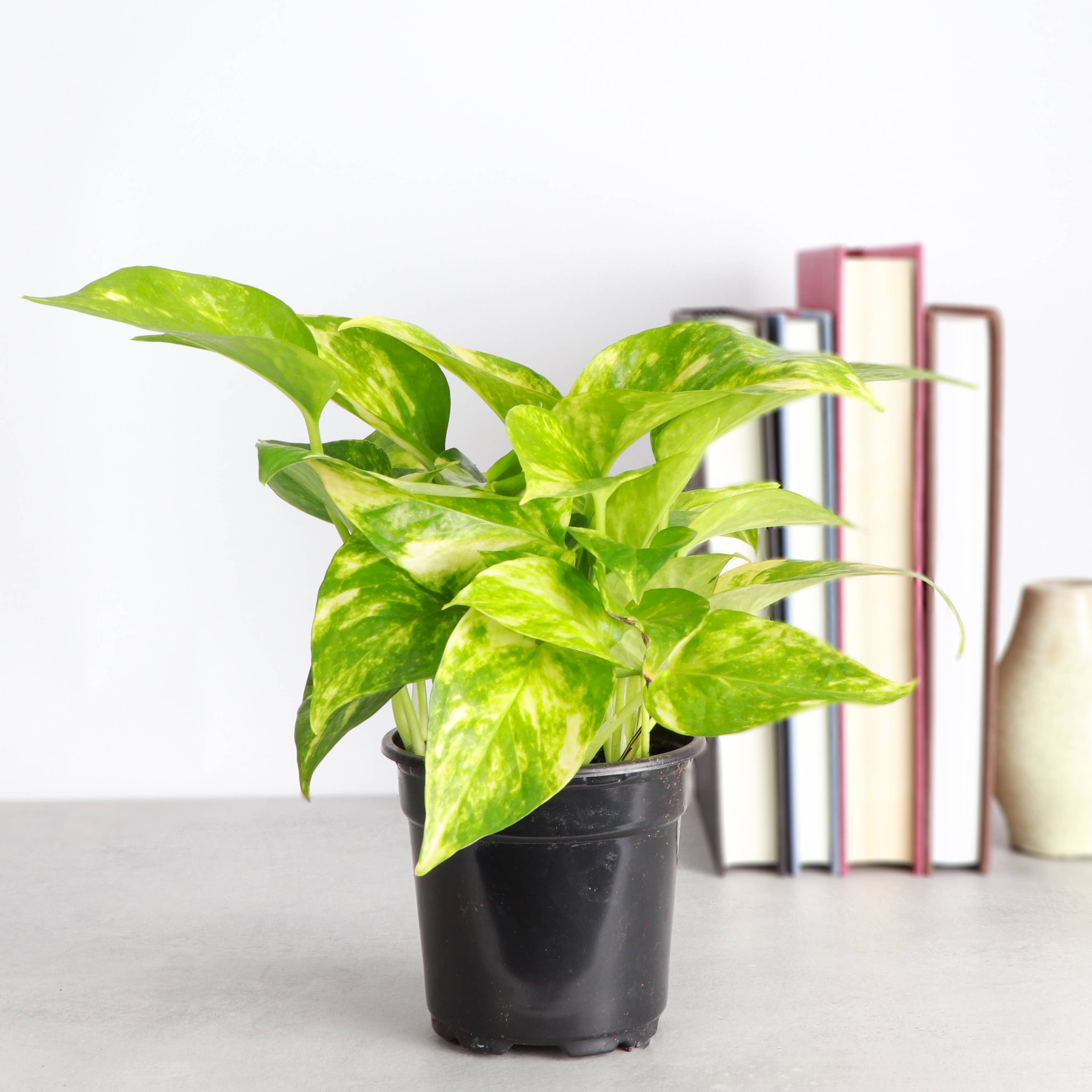Golden Pothos Plant - Live Plant