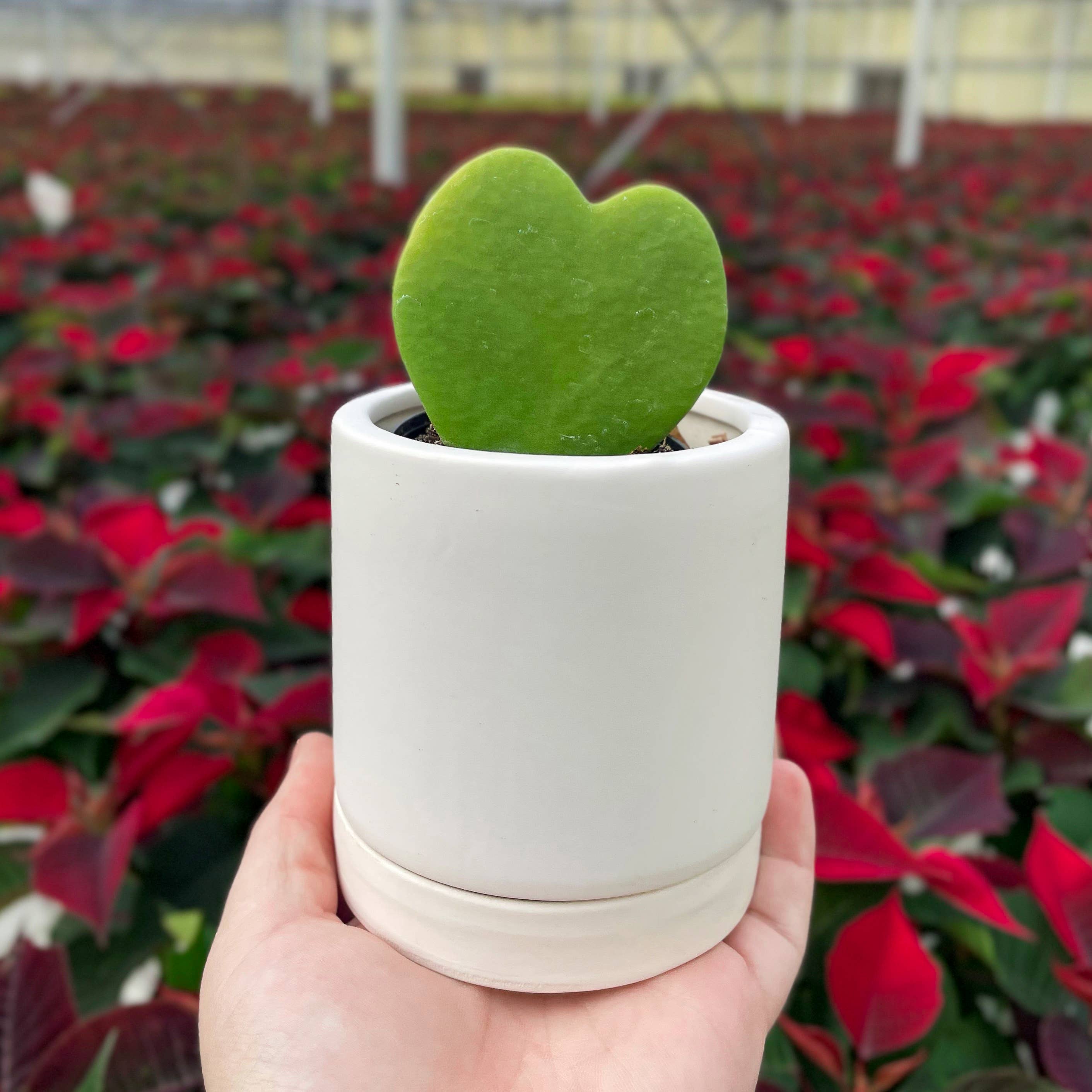 Hoya Kerrii - Sweetheart Plant - 2" Live Plant