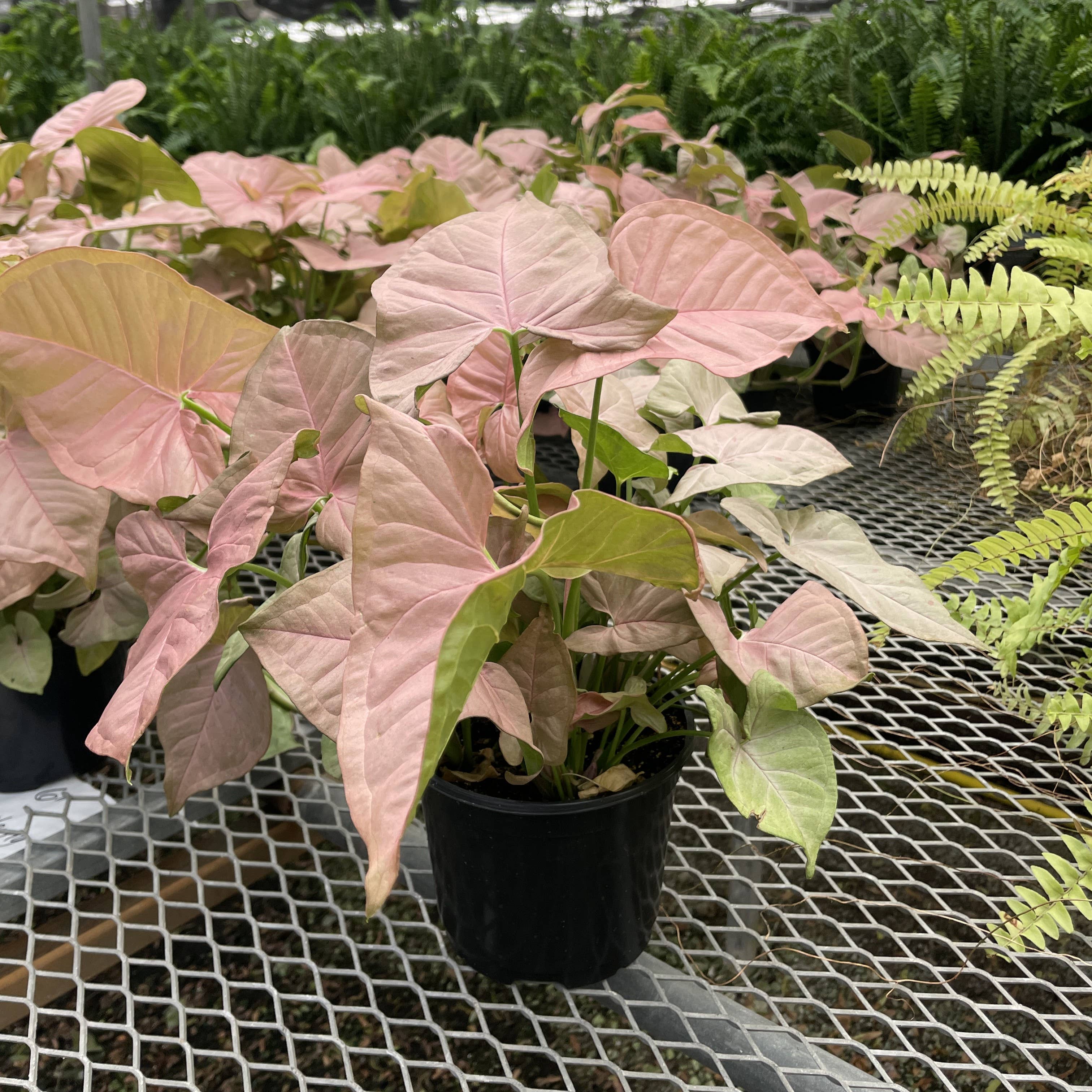 Pink Butterfly Syngonium - Live Plant