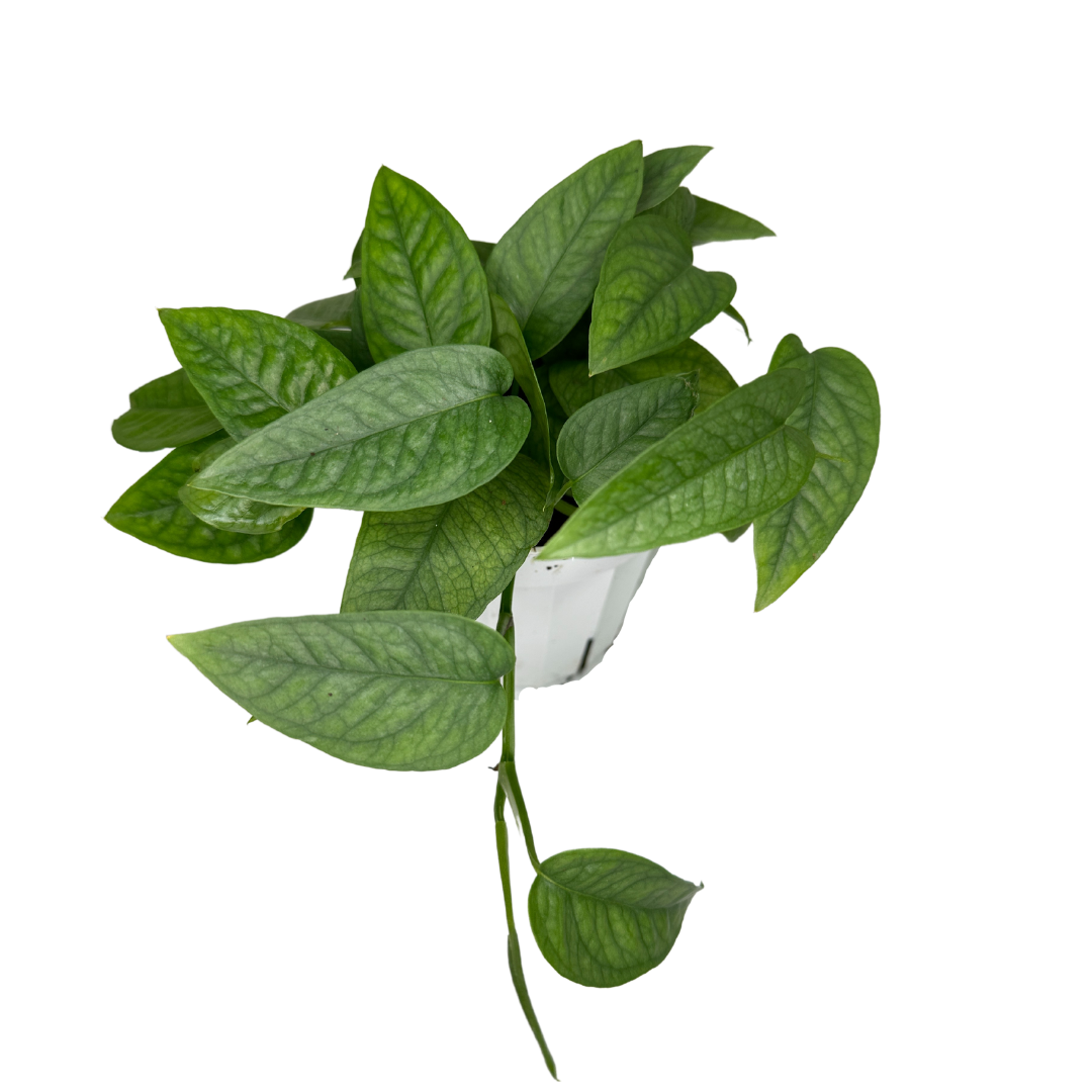 4" Cebu Blue Pothos (Epipremnum pinnatum 'Cebu Blue')
