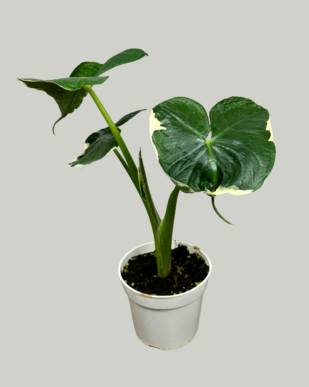 4" Alocasia Mickey Mouse Variegated - Wholesale Live Plant