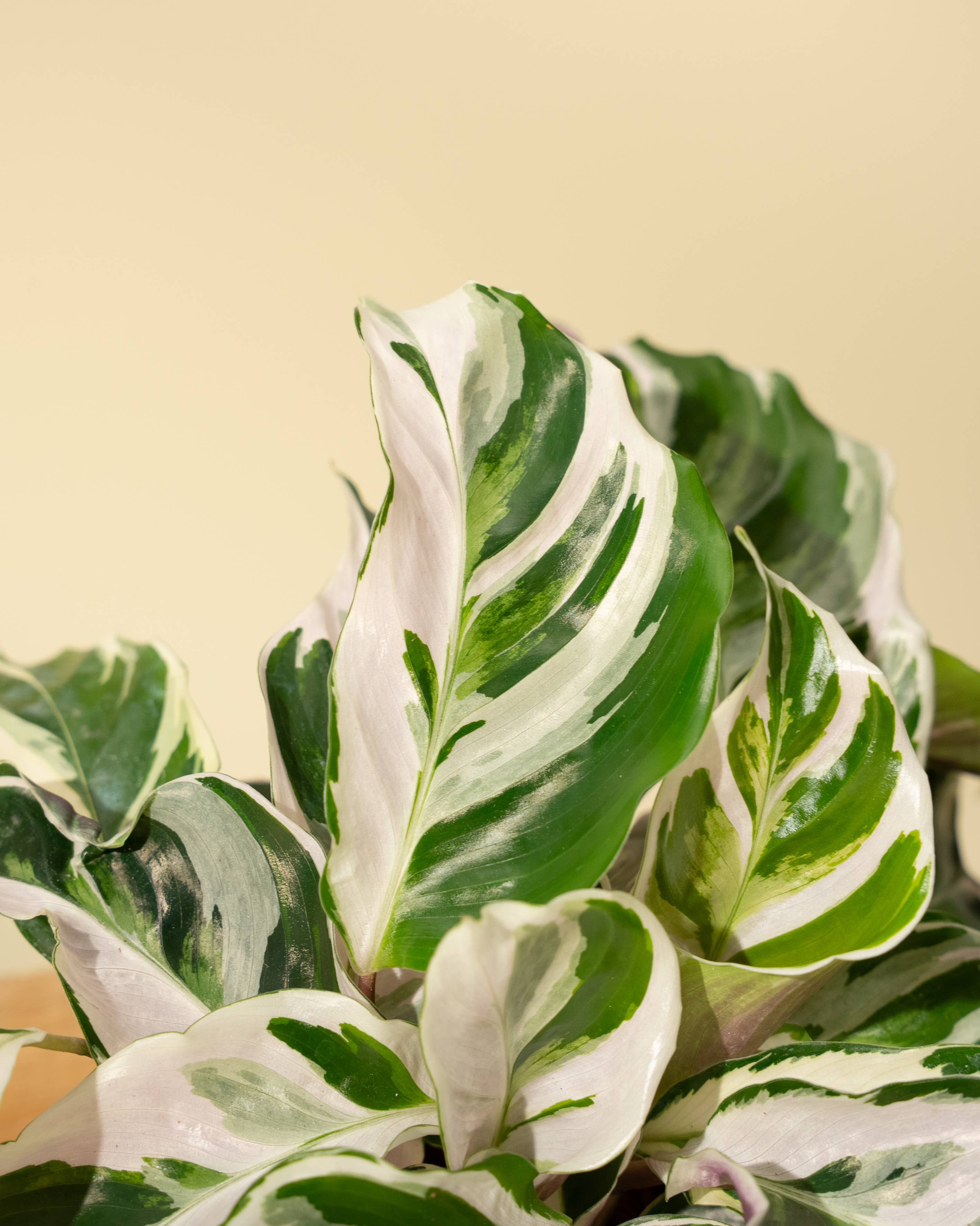 4" Calathea 'Fusion White'