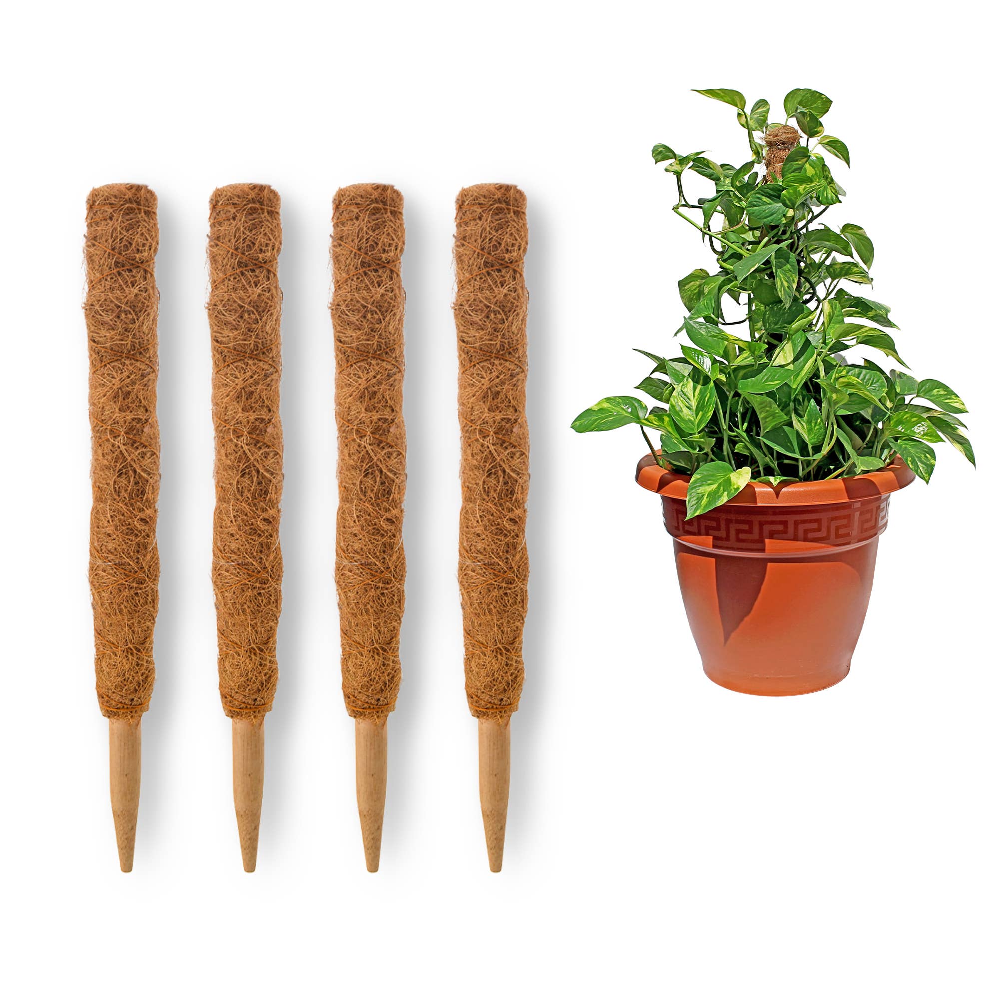 Coconut Grow Pole - 15.8"