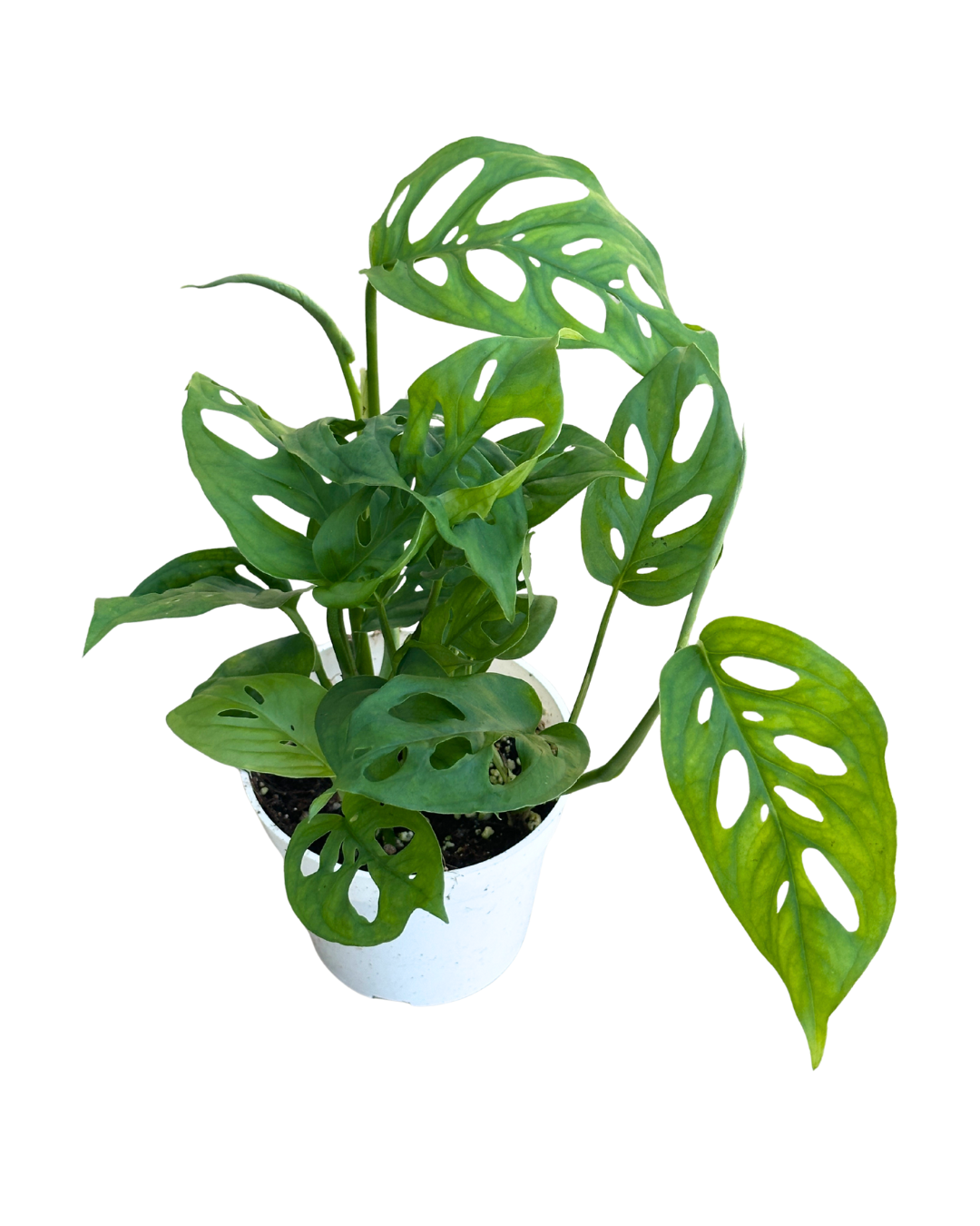 4" Swiss Cheese Plant (Monstera adansonii) – Live Houseplant