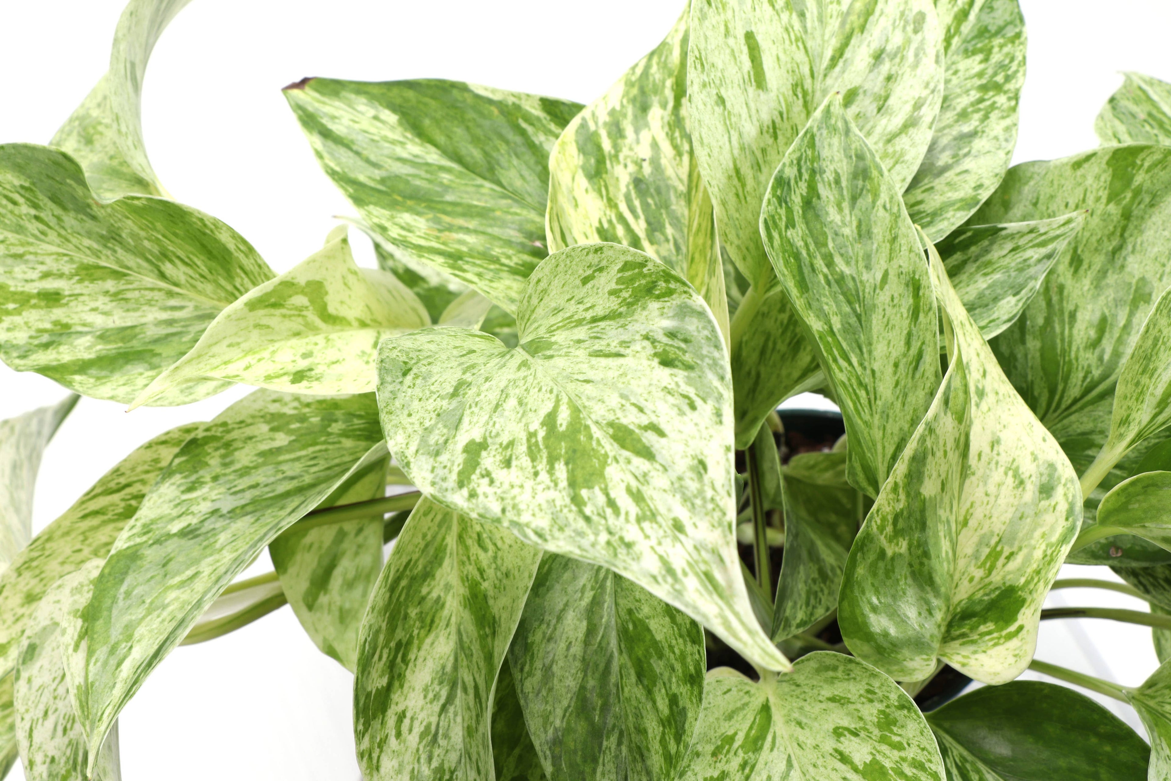 Marble Queen Pothos Plant - Live Plant