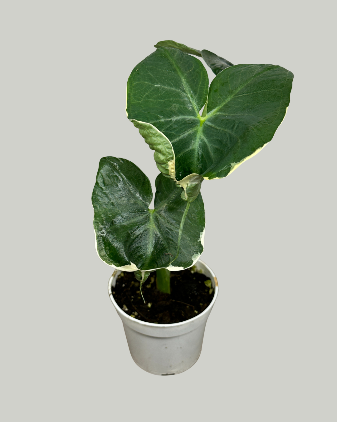 4" Alocasia Mickey Mouse Variegated - Wholesale Live Plant