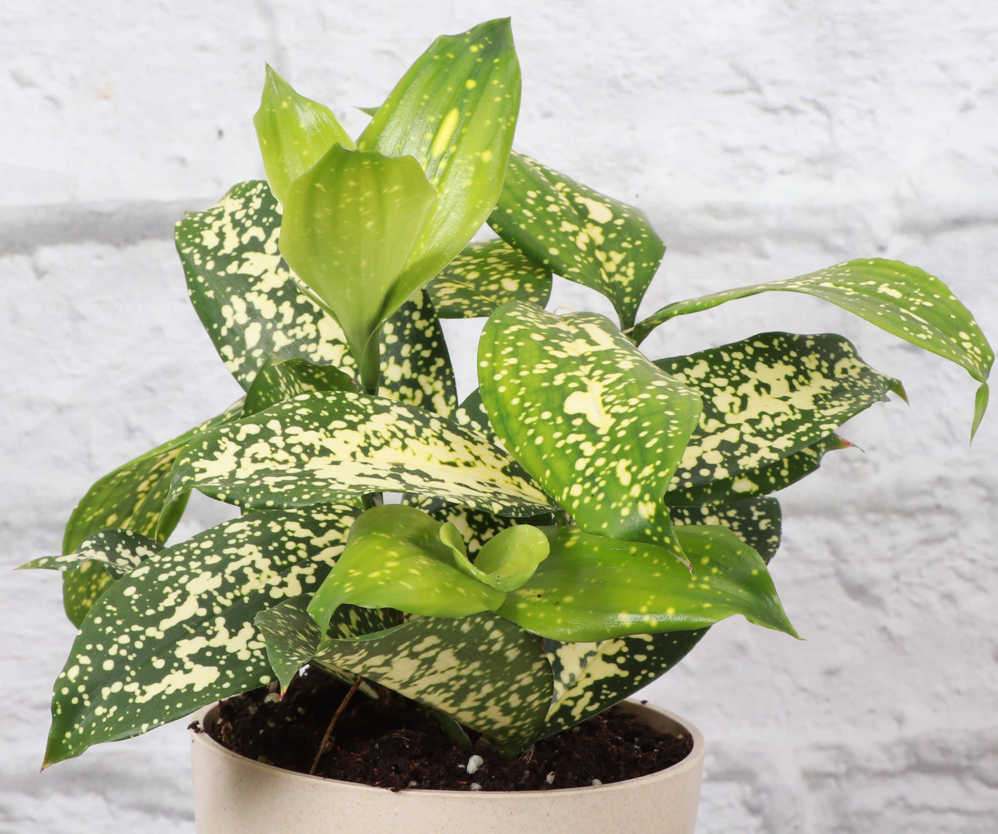 Gold Dust Dracaena - Live Plant