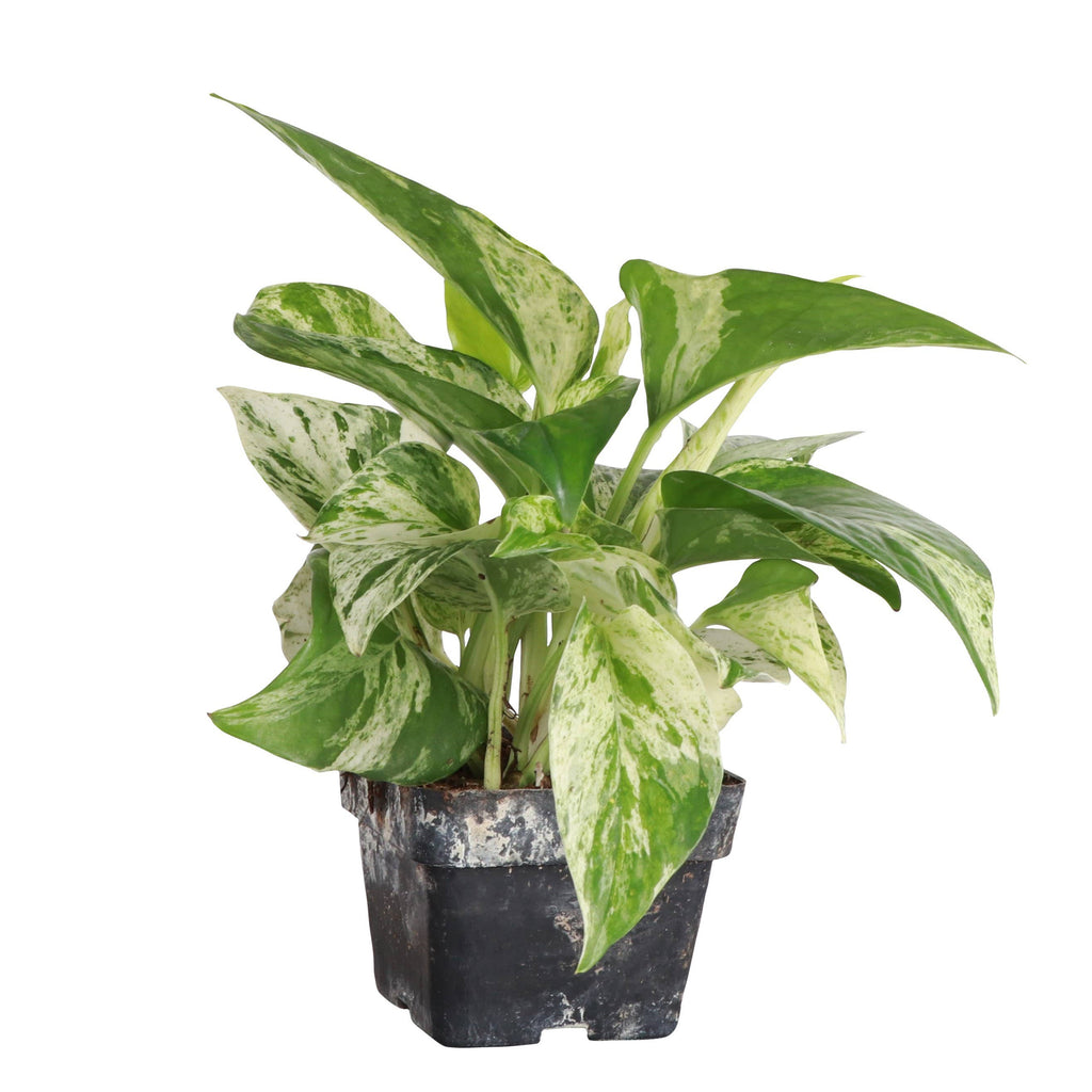 Marble Queen Pothos Plant - Live Plant