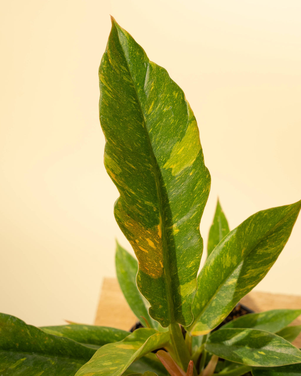 4" Philodendron 'Ring of Fire'