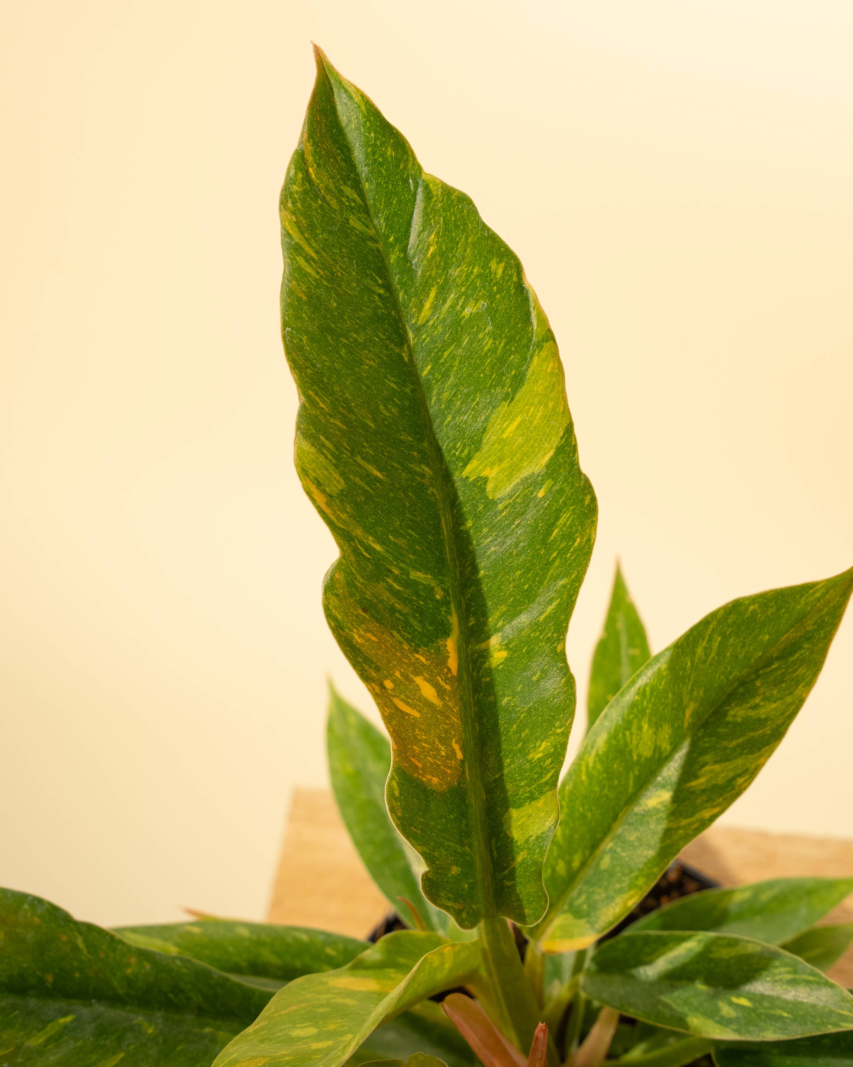 4" Philodendron 'Ring of Fire'