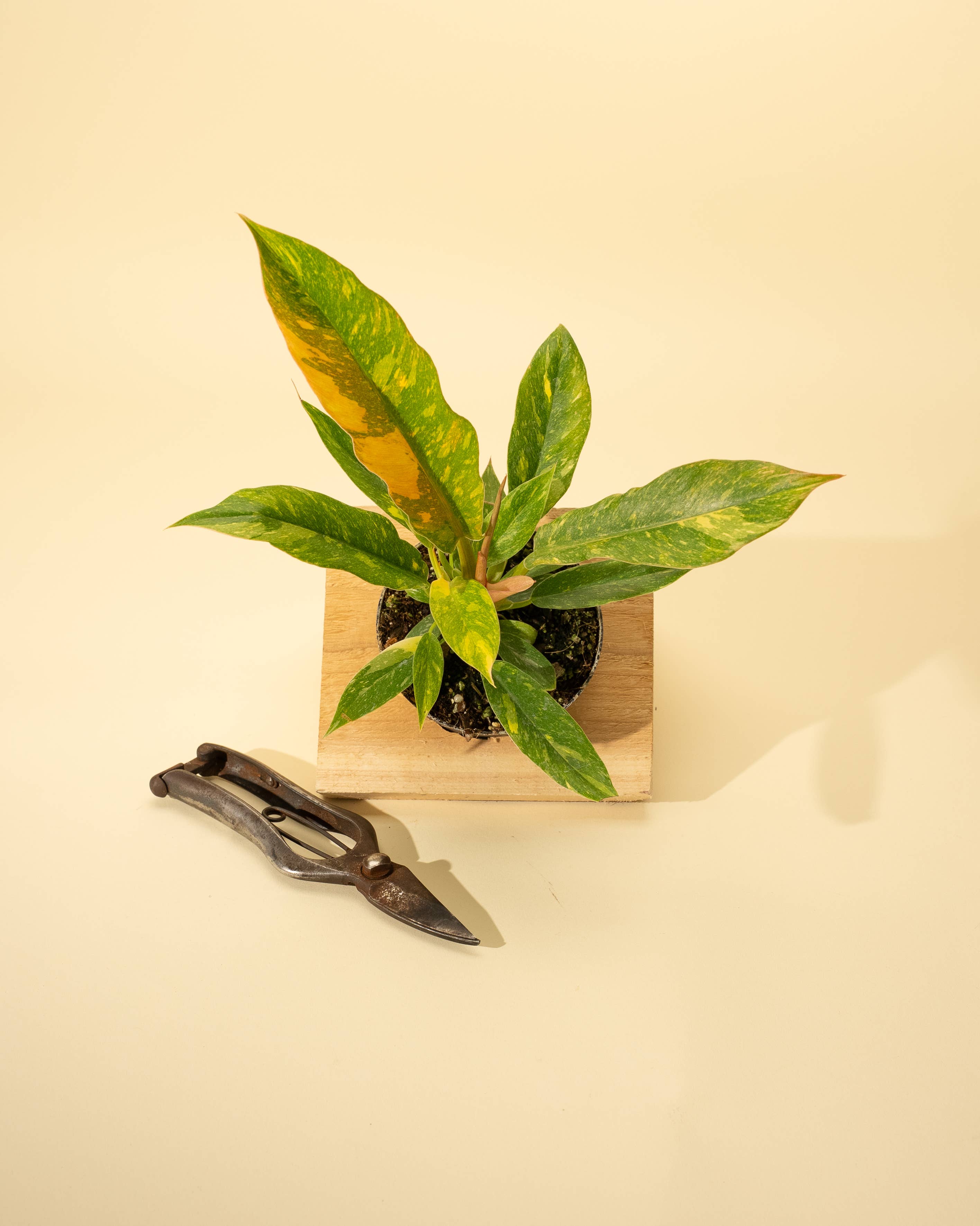 4" Philodendron 'Ring of Fire'