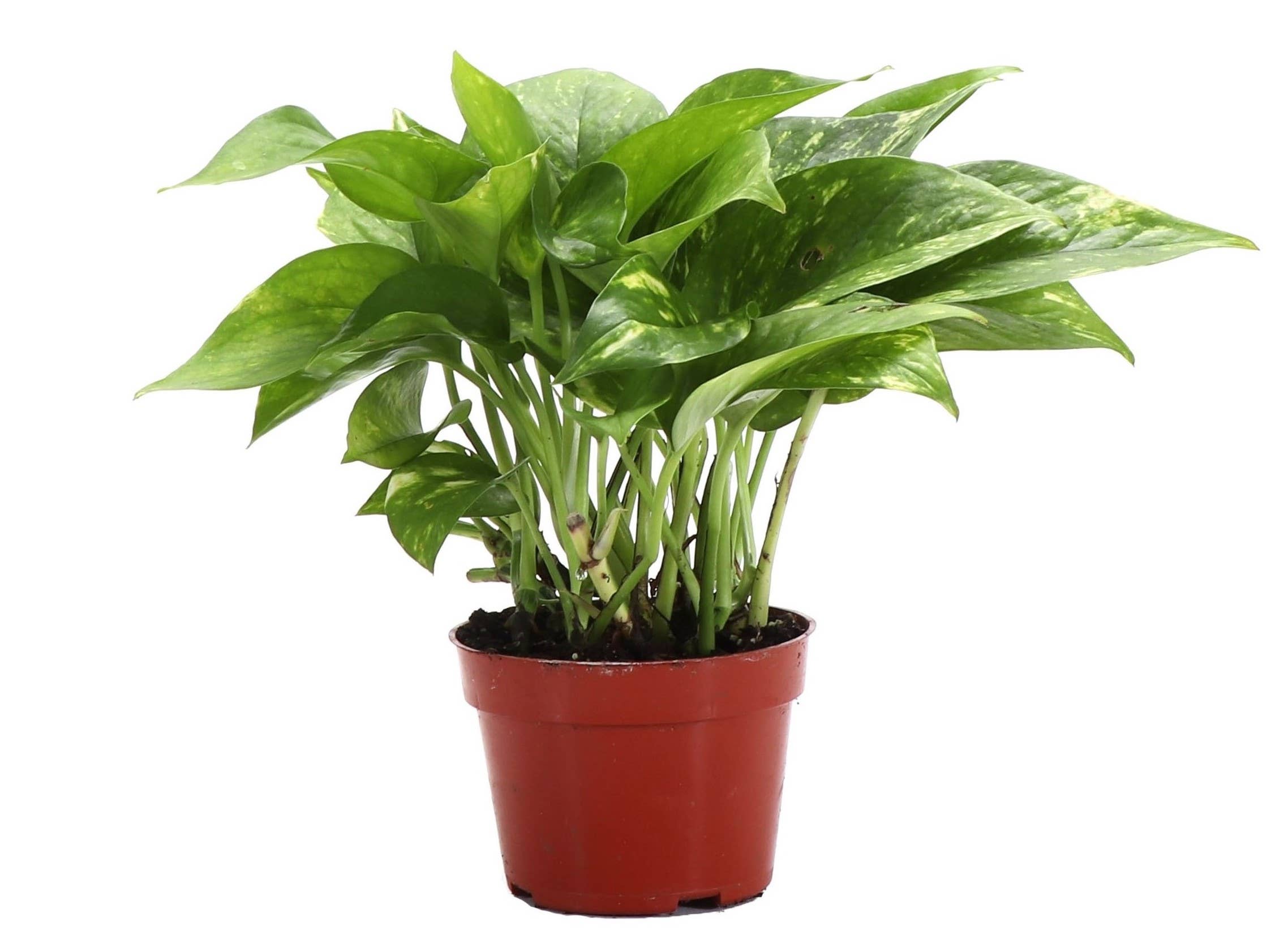 Golden Pothos Plant - Live Plant