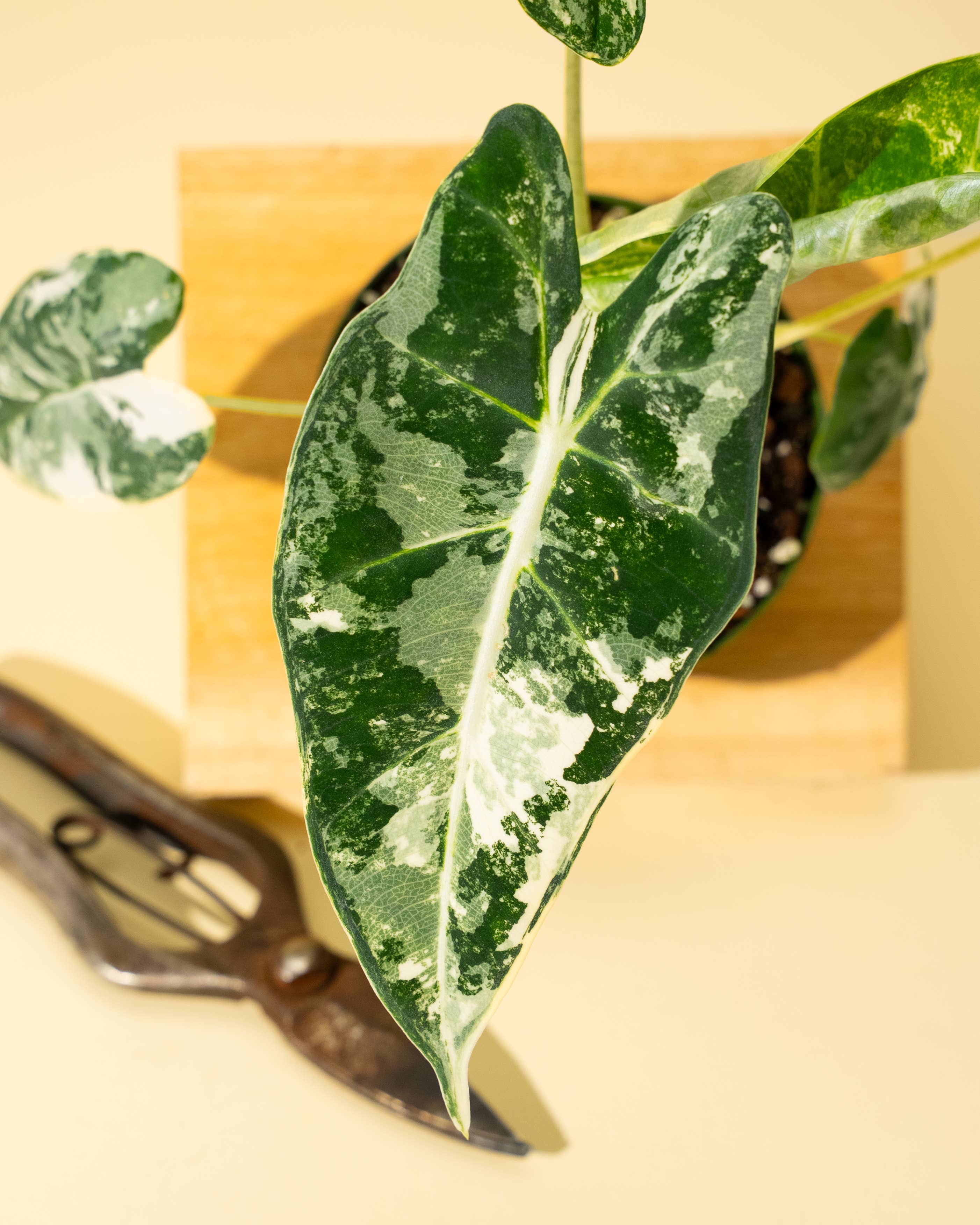 4" Variegated Alocasia 'Frydek'