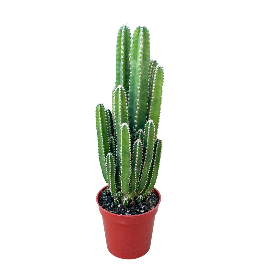 3.25" Fairy Castle Cactus (Acanthocereus tetragonus) – Whole
