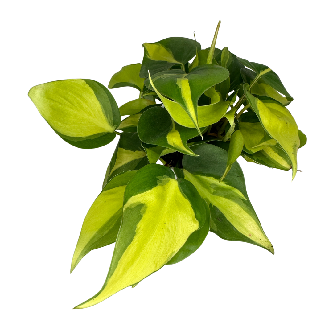 4" Philodendron Brasil (Philodendron hederaceum) –Houseplant