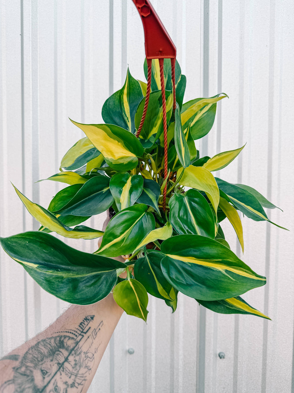 6" Philodendron 'Brasil' (Hanging Basket)
