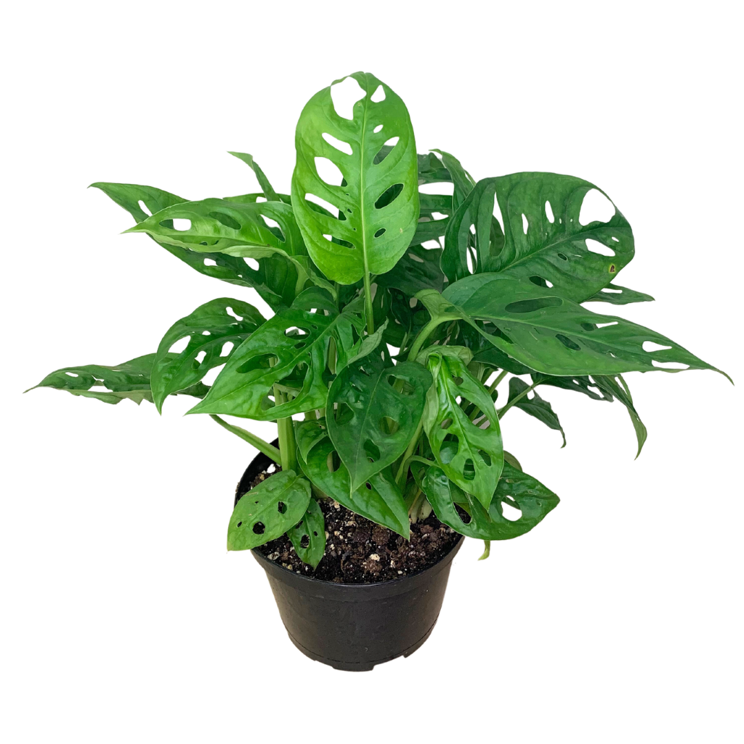 4" Swiss Cheese Plant (Monstera adansonii) – Live Houseplant