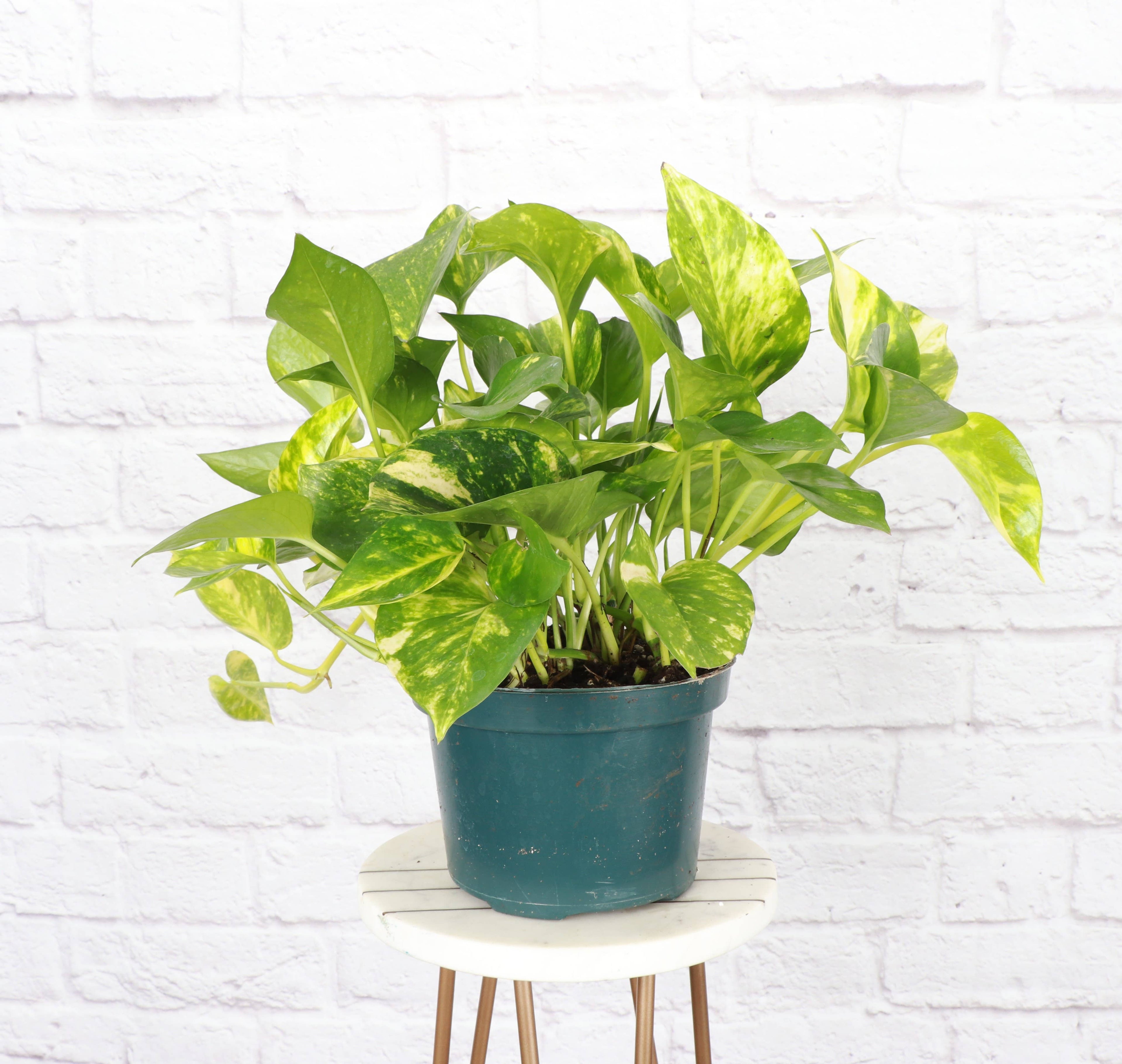 Golden Pothos Plant - Live Plant