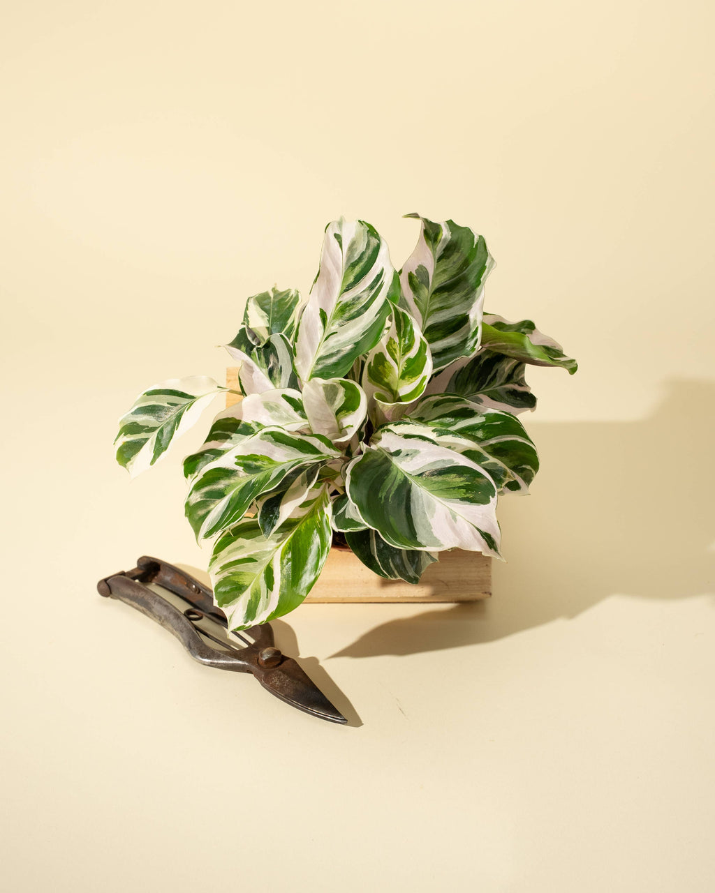 4" Calathea 'Fusion White'