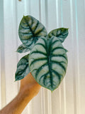 4" Alocasia 'Silver Dragon'