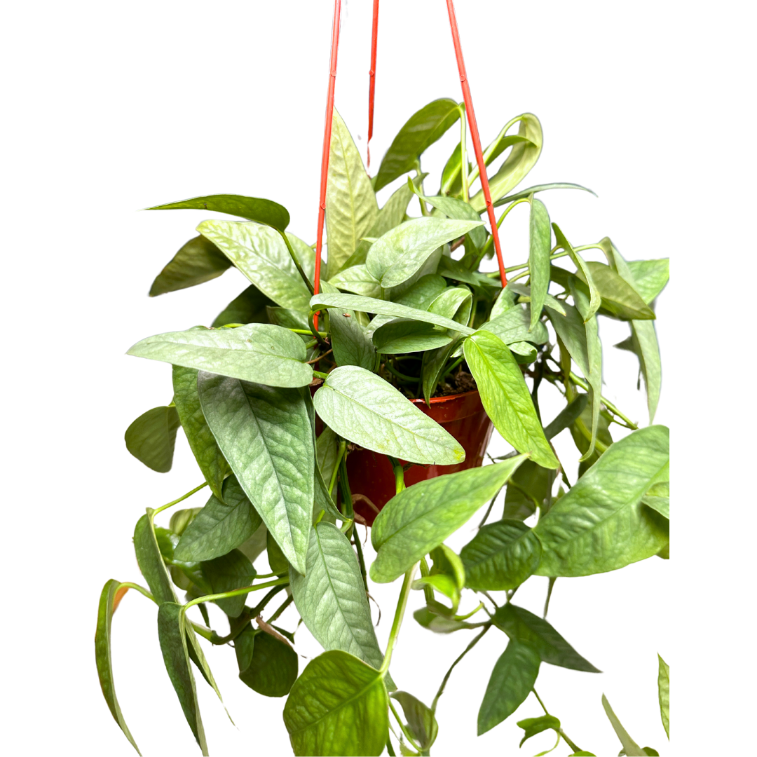 6" Cebu Blue Pothos (Epipremnum pinnatum) – Live Houseplant