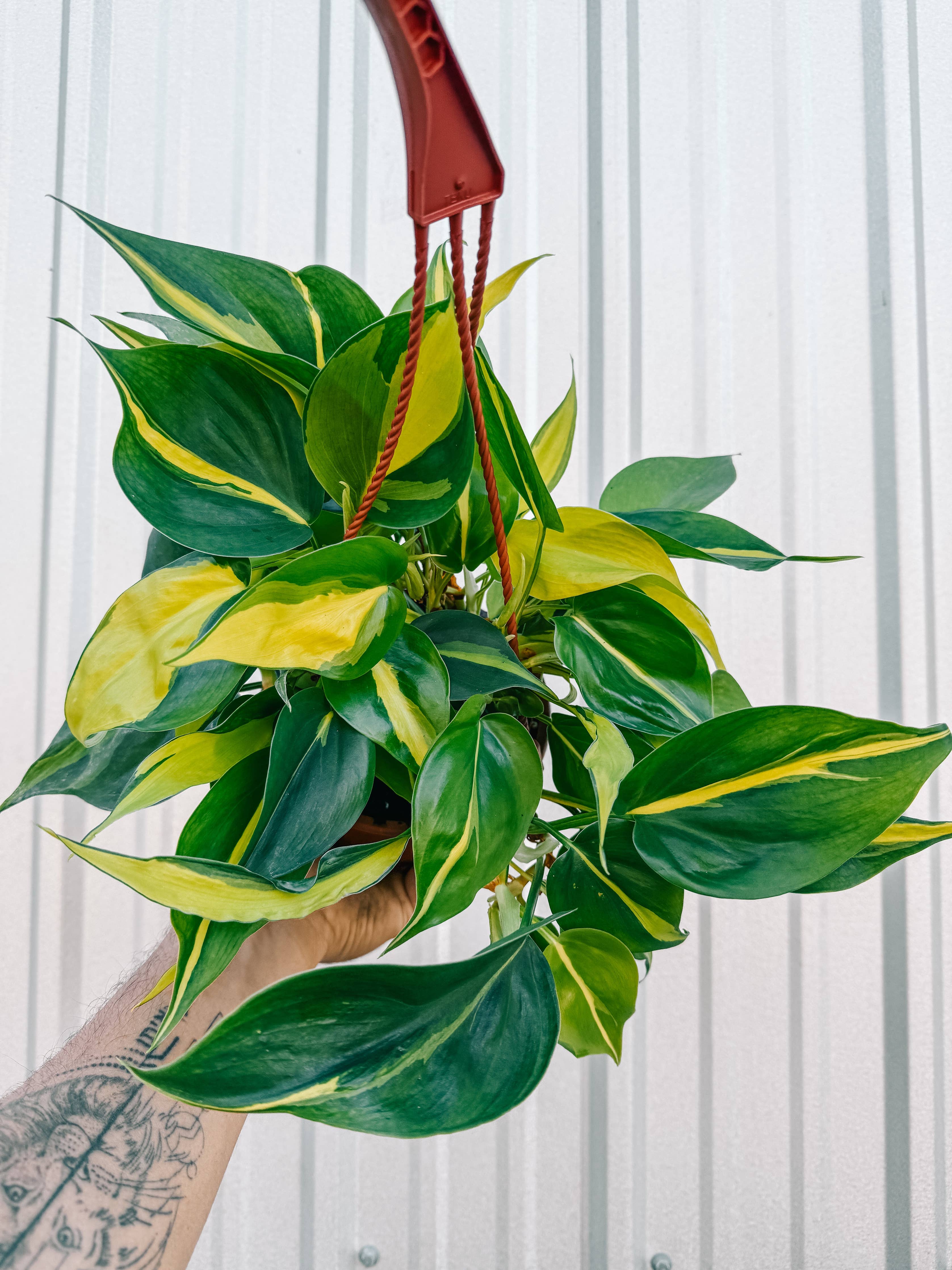 6" Philodendron 'Brasil' (Hanging Basket)