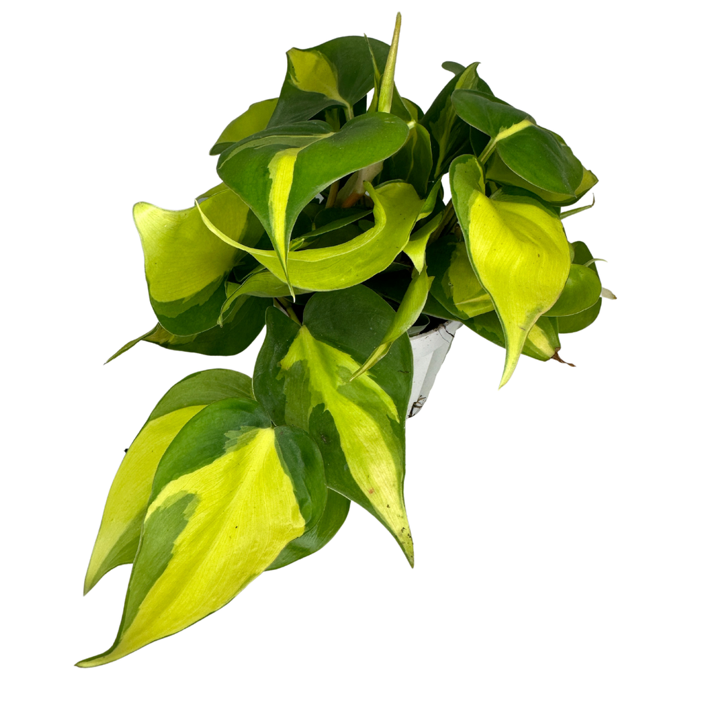 4" Philodendron Brasil (Philodendron hederaceum) –Houseplant