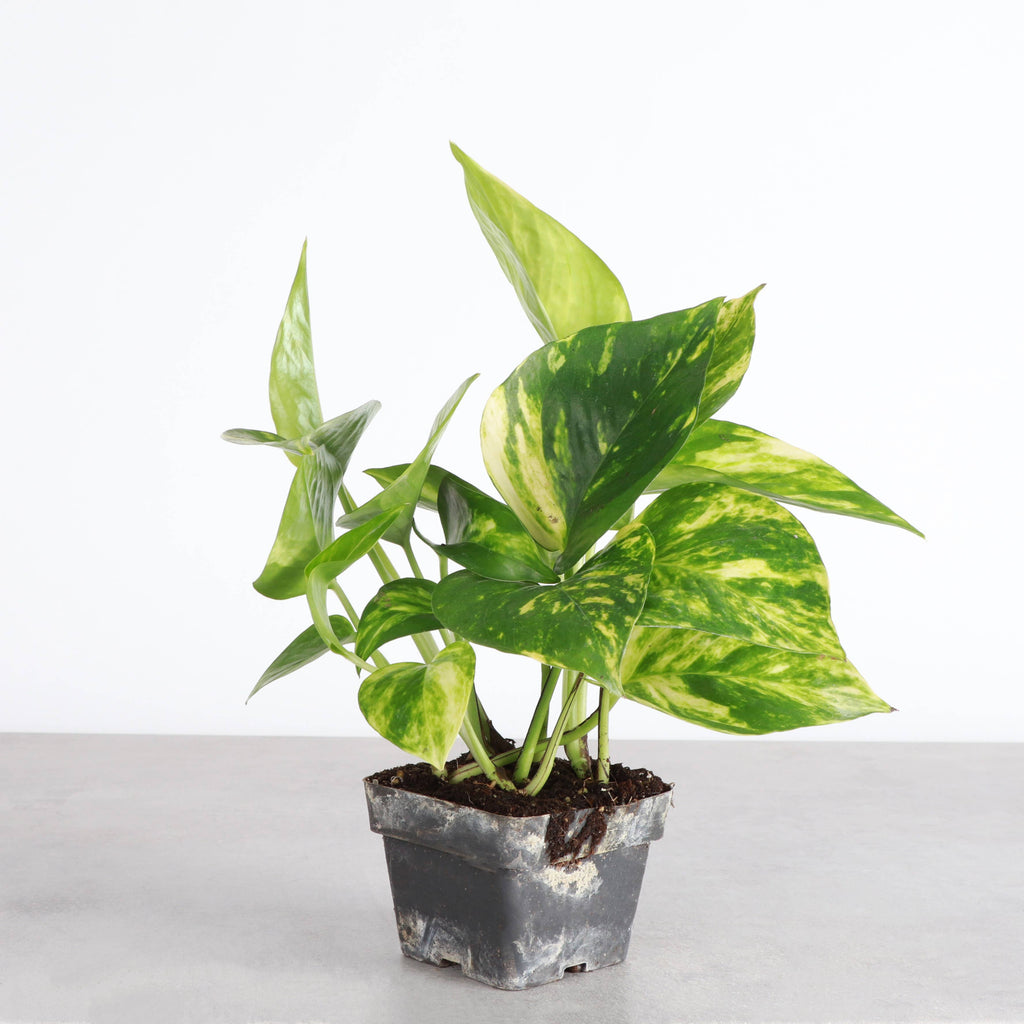Golden Pothos Plant - Live Plant