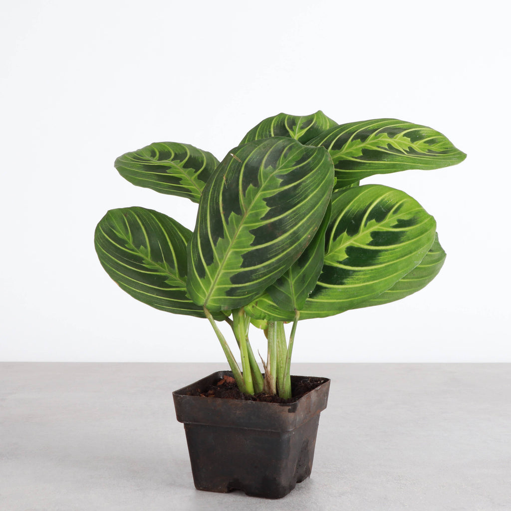 Lemon Lime Prayer Plant - Live Plant