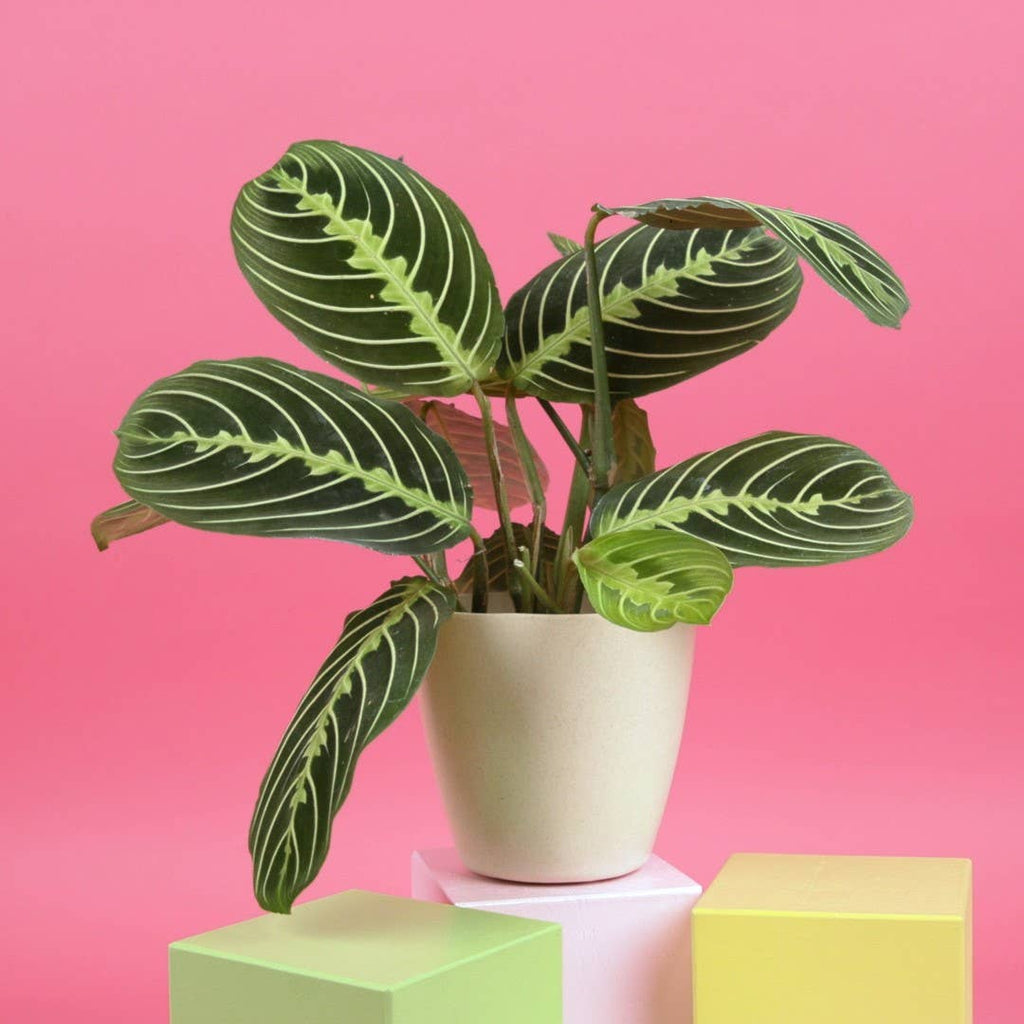 Lemon Lime Prayer Plant - Live Plant