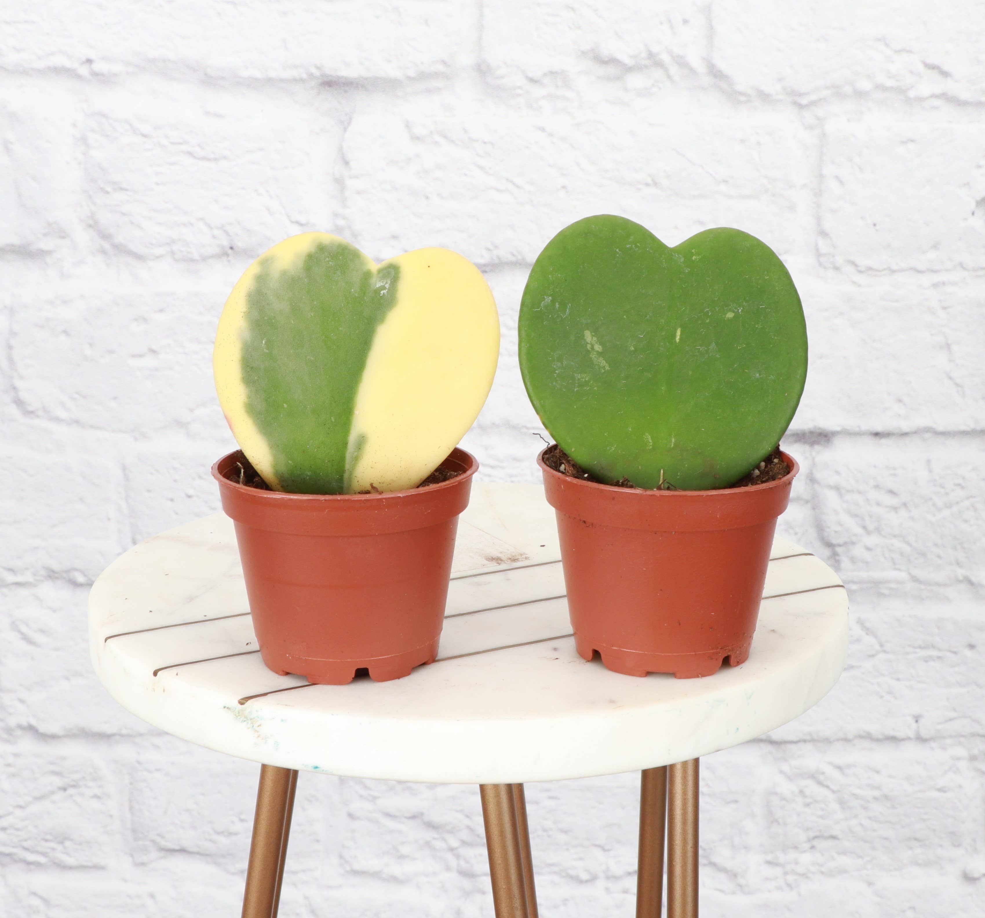 Hoya Kerrii - Sweetheart Plant - 2" Live Plant