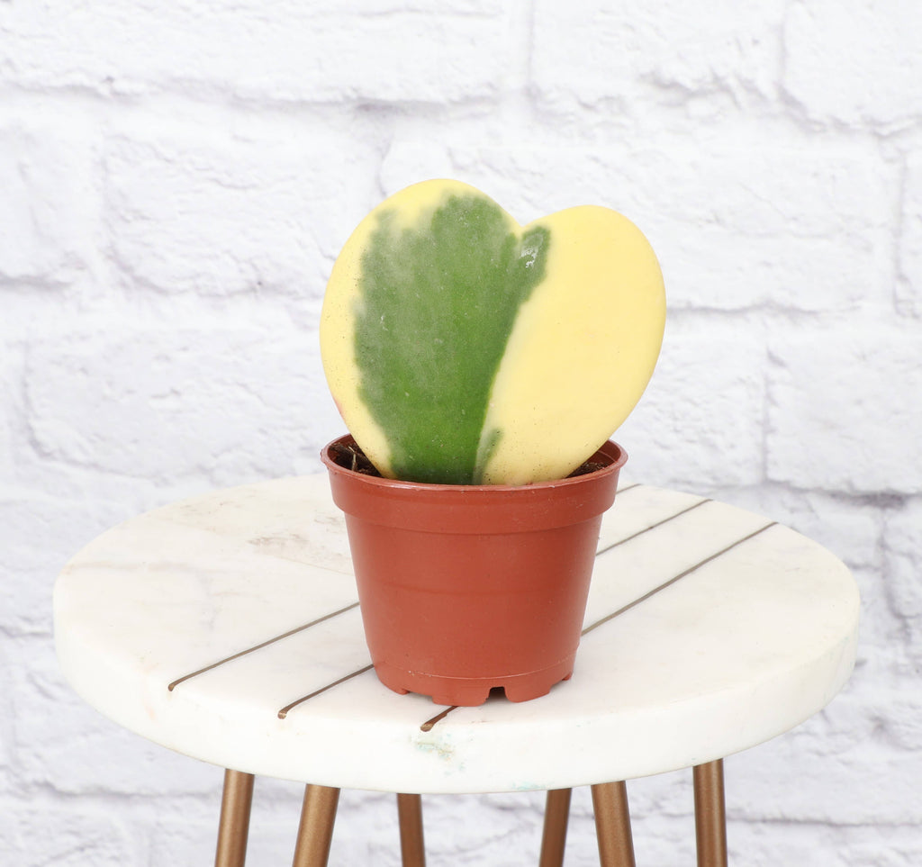 Hoya Kerrii - Sweetheart Plant - 2" Live Plant