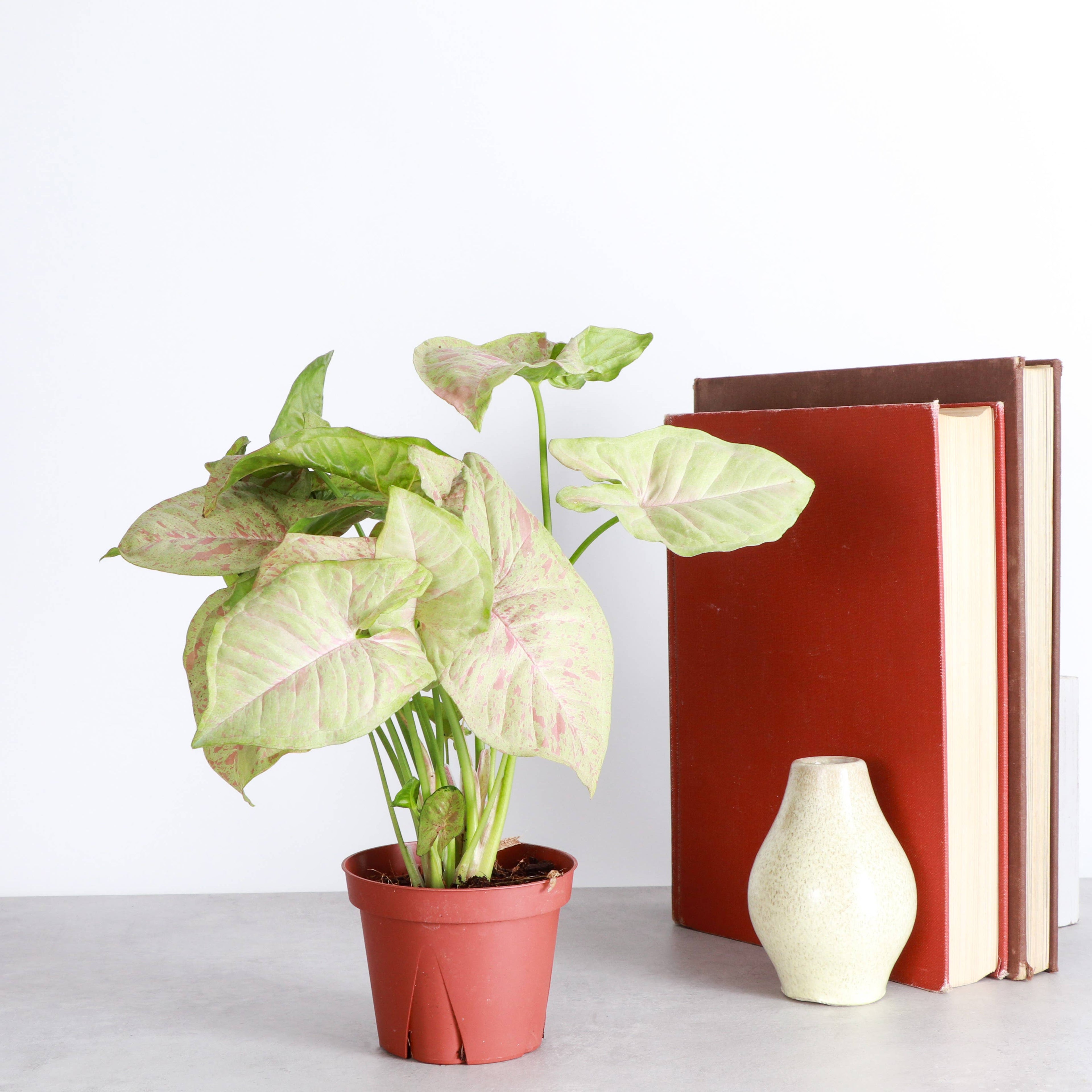Syngonium Milk Confetti - 4" Live Plant