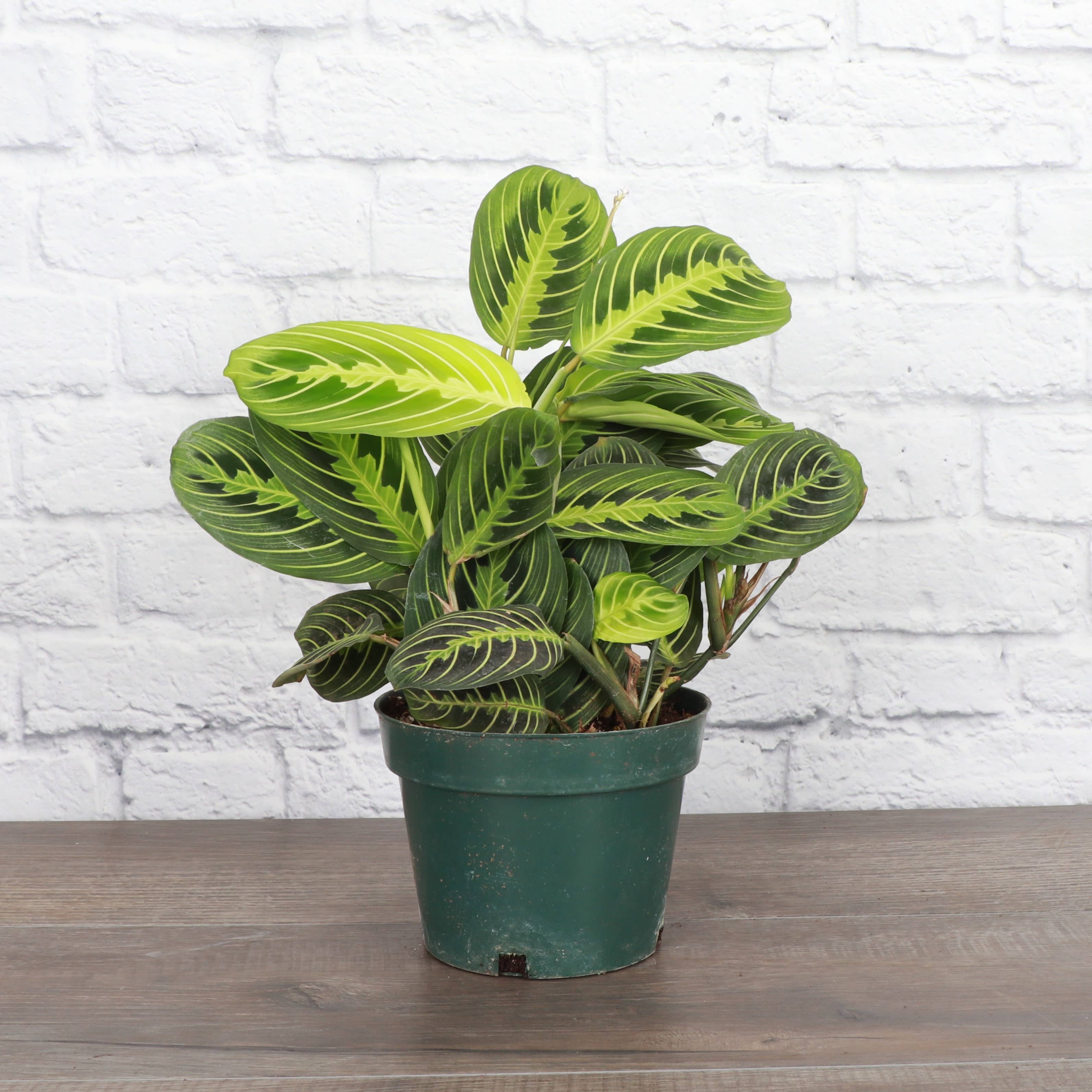 Lemon Lime Prayer Plant - Live Plant