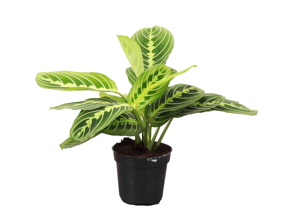 Lemon Lime Prayer Plant - Live Plant