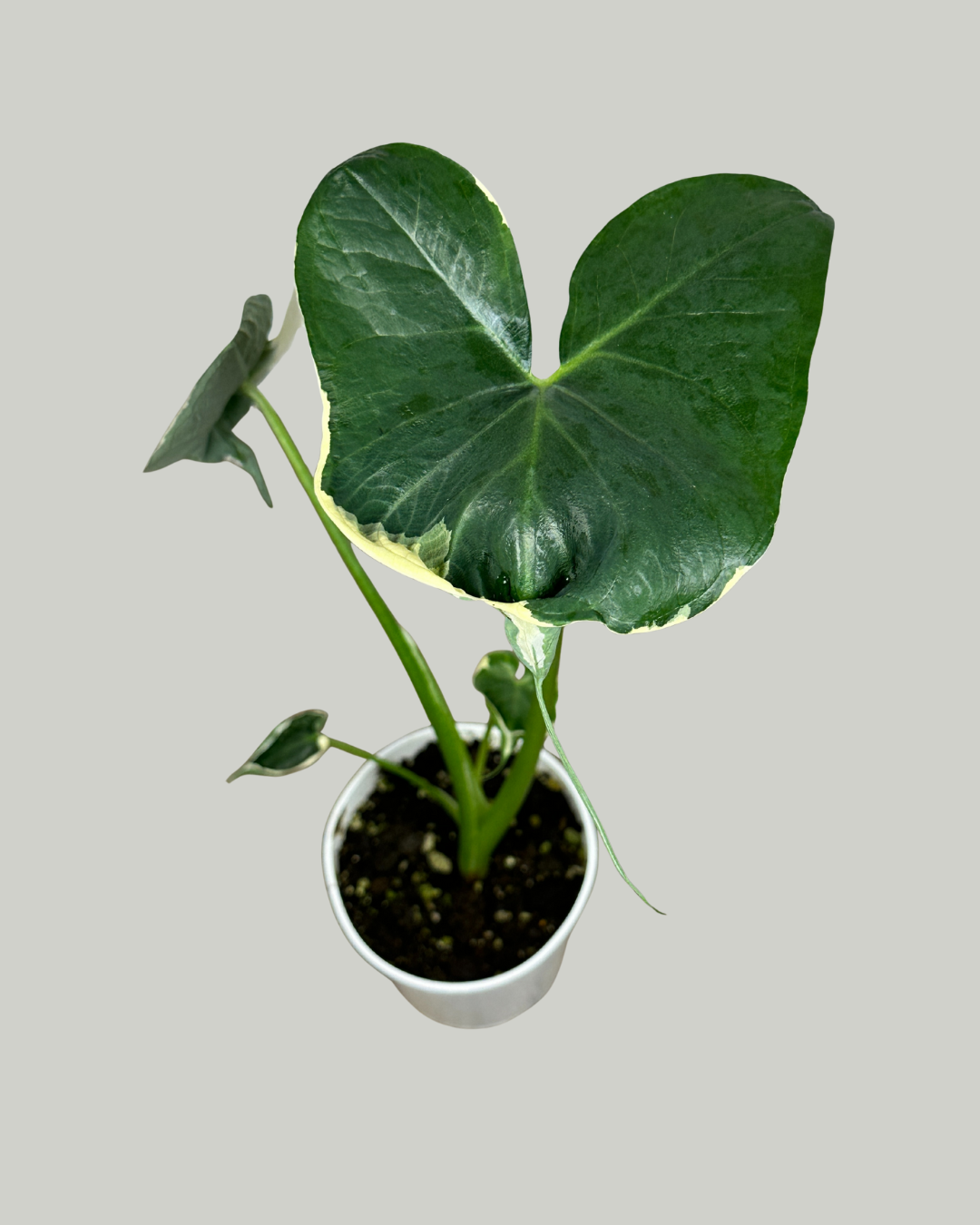 4" Alocasia Mickey Mouse Variegated - Wholesale Live Plant