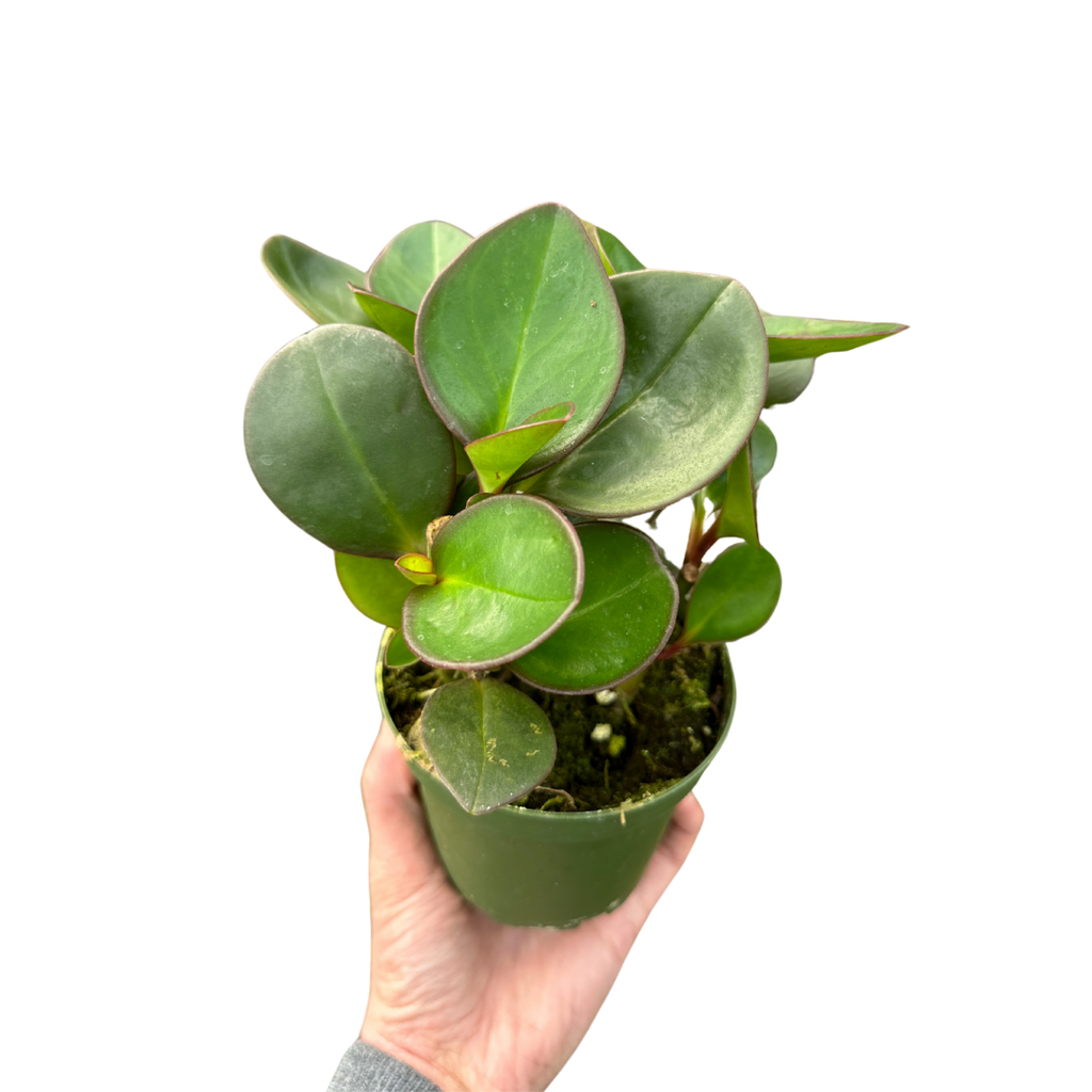 4" Peperomia Red Edge (Peperomia clusiifolia) – Houseplant